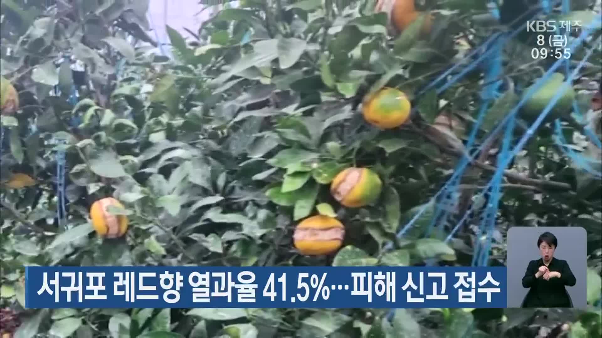 서귀포 레드향 열과율 41.5%…피해 신고 접수