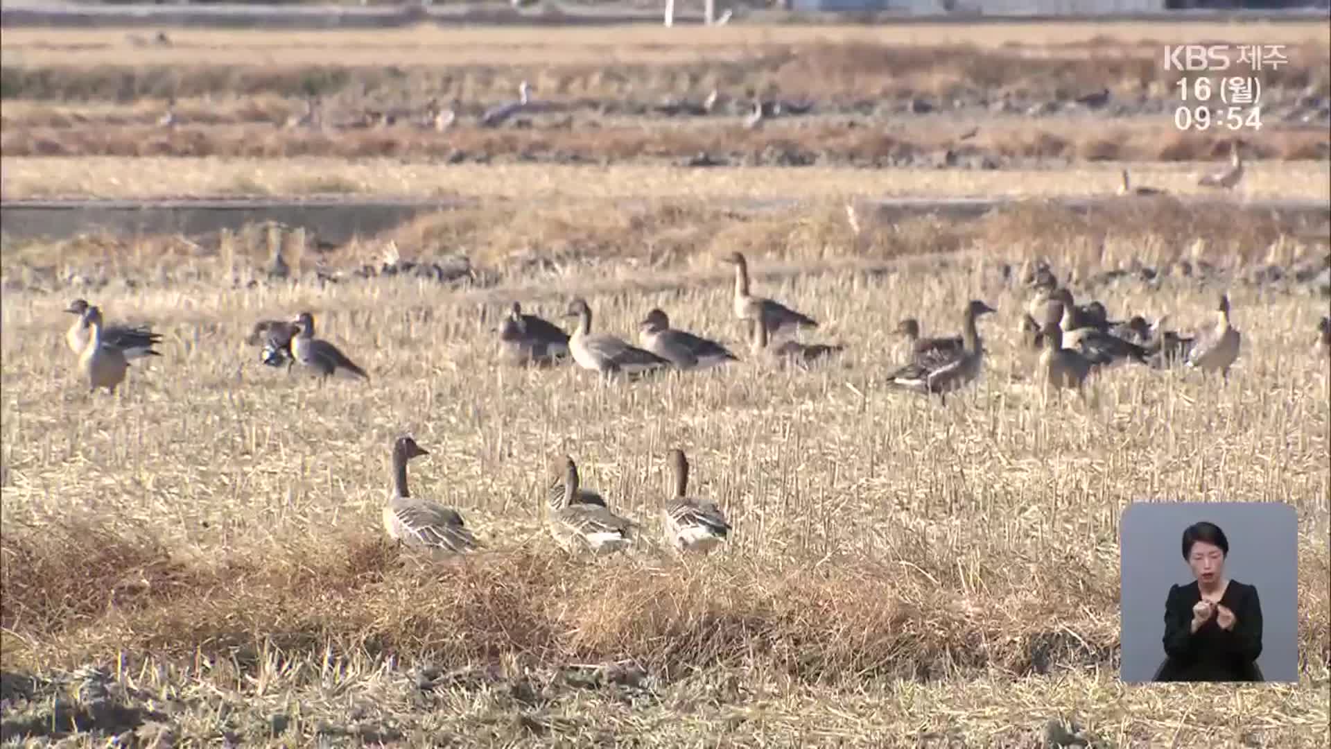 ‘철새 천국’ 순천만…철새 먹이로 매주 볍씨 10톤 뿌려