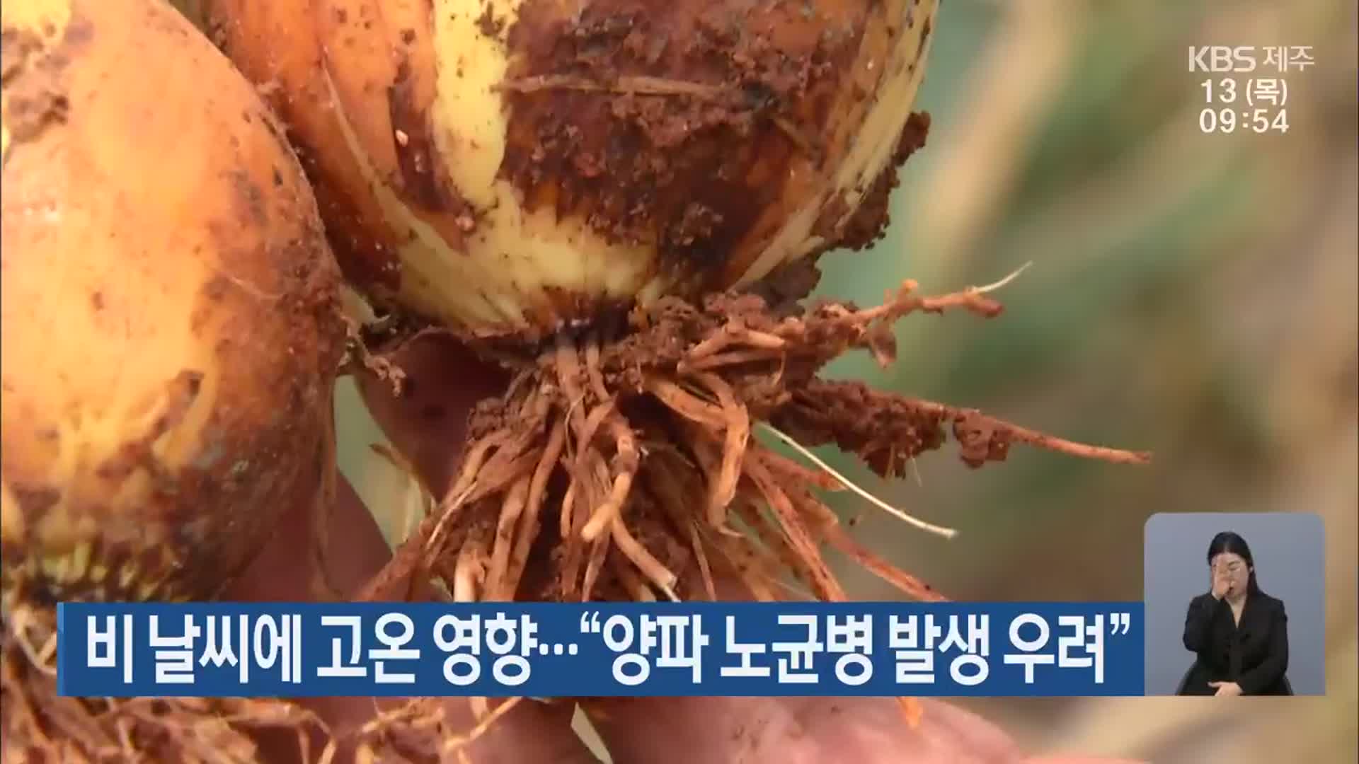 비 날씨에 고온 영향…“양파 노균병 발생 우려”