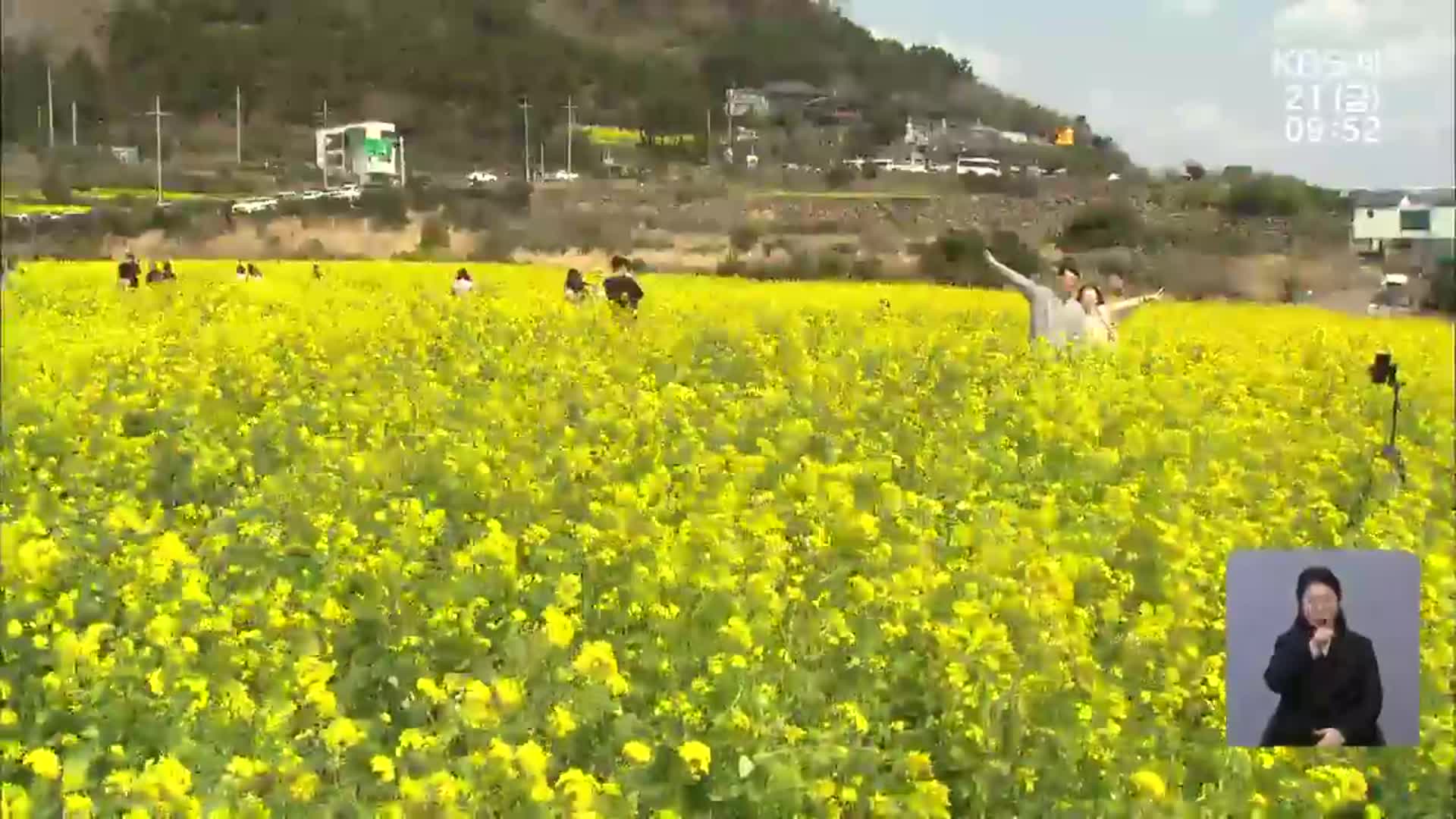 “잘 가! 꽃샘추위”…제주는 지금 ‘봄맞이 중’