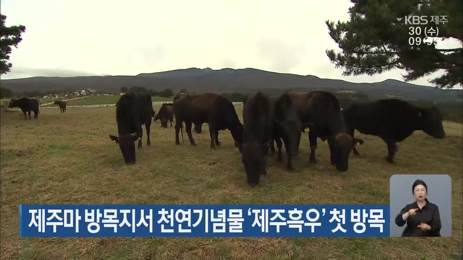 제주마 방목지서 천연기념물 ‘제주흑우’ 첫 방목