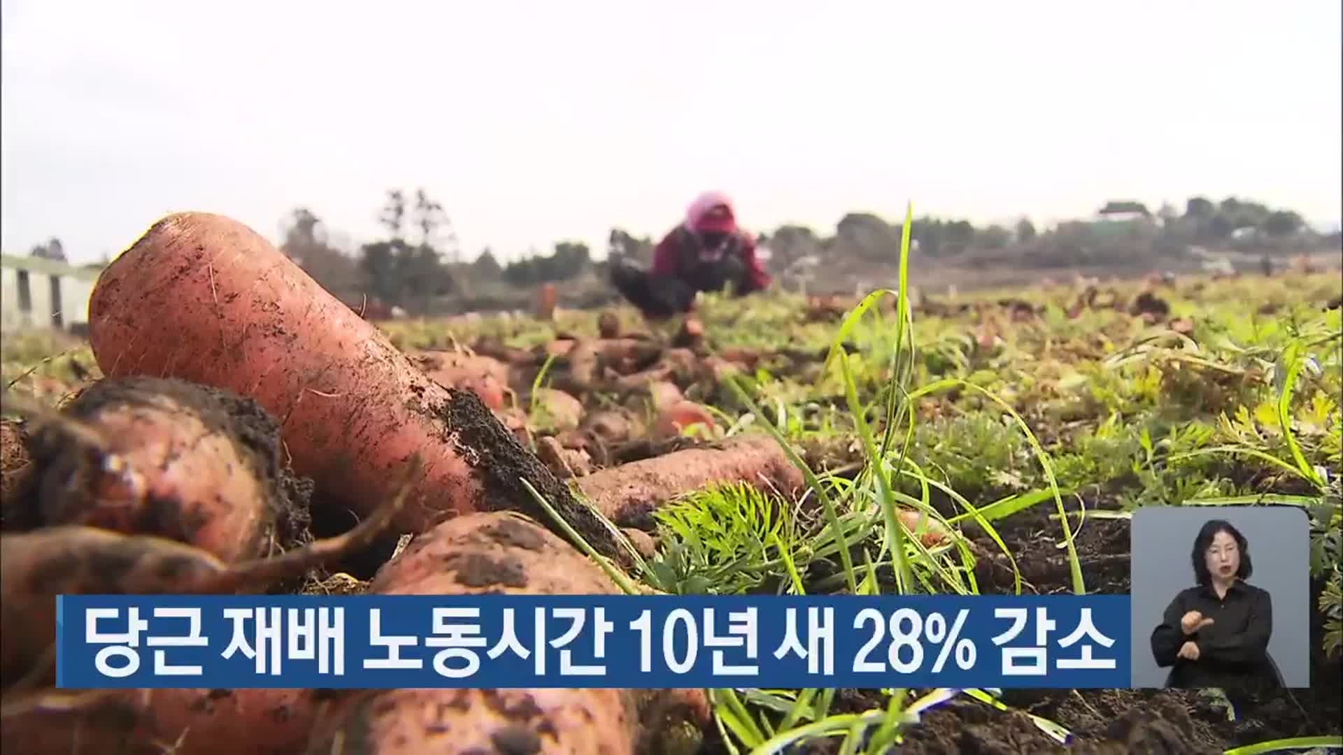 당근 재배 노동시간 10년 새 28% 감소