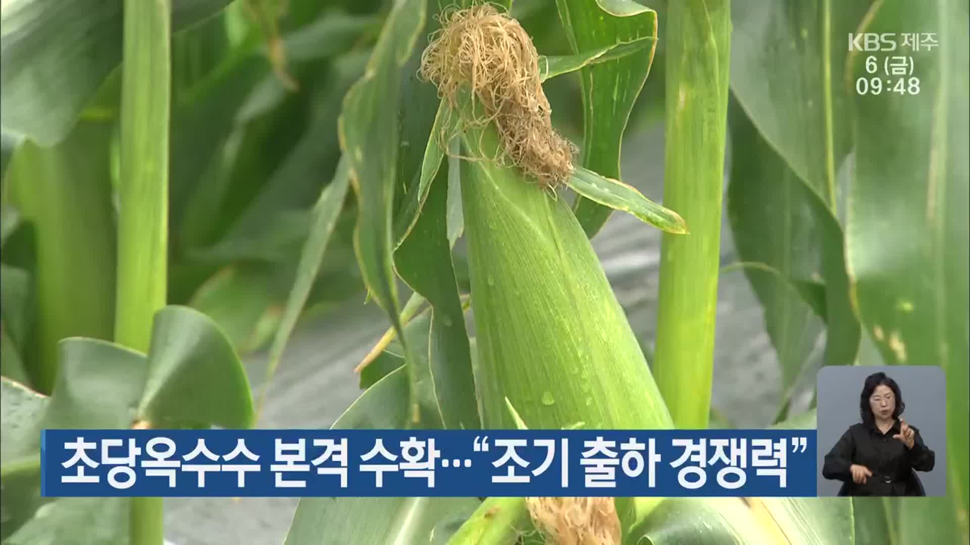 초당옥수수 본격 수확…“조기 출하 경쟁력”