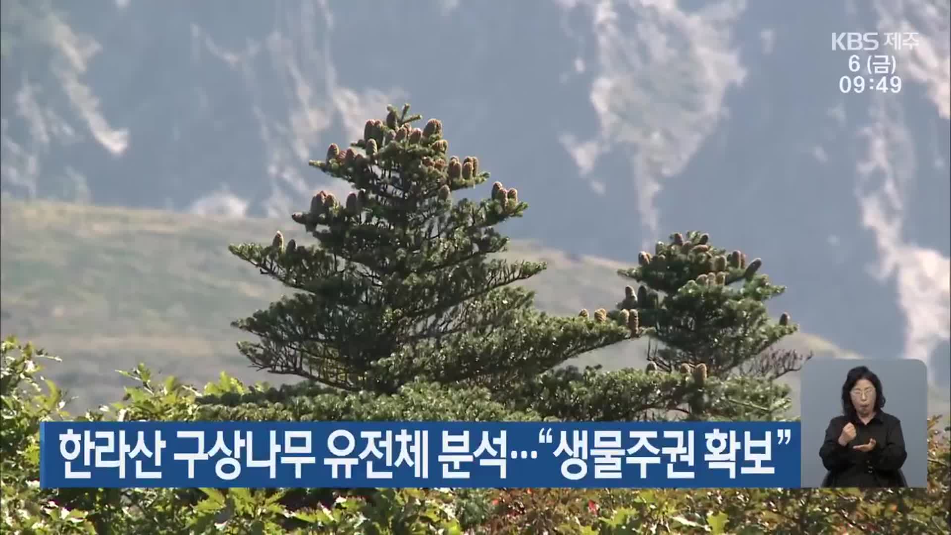 한라산 구상나무 유전체 분석…“생물주권 확보”
