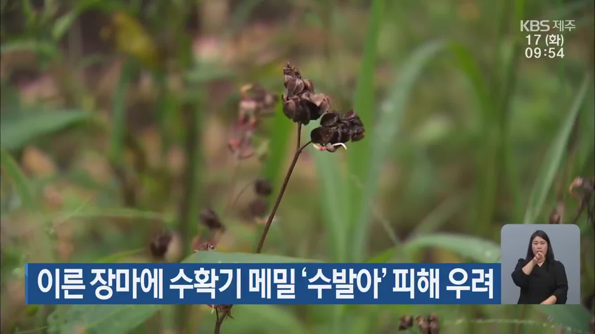 이른 장마에 수확기 메밀 ‘수발아’ 피해 우려
