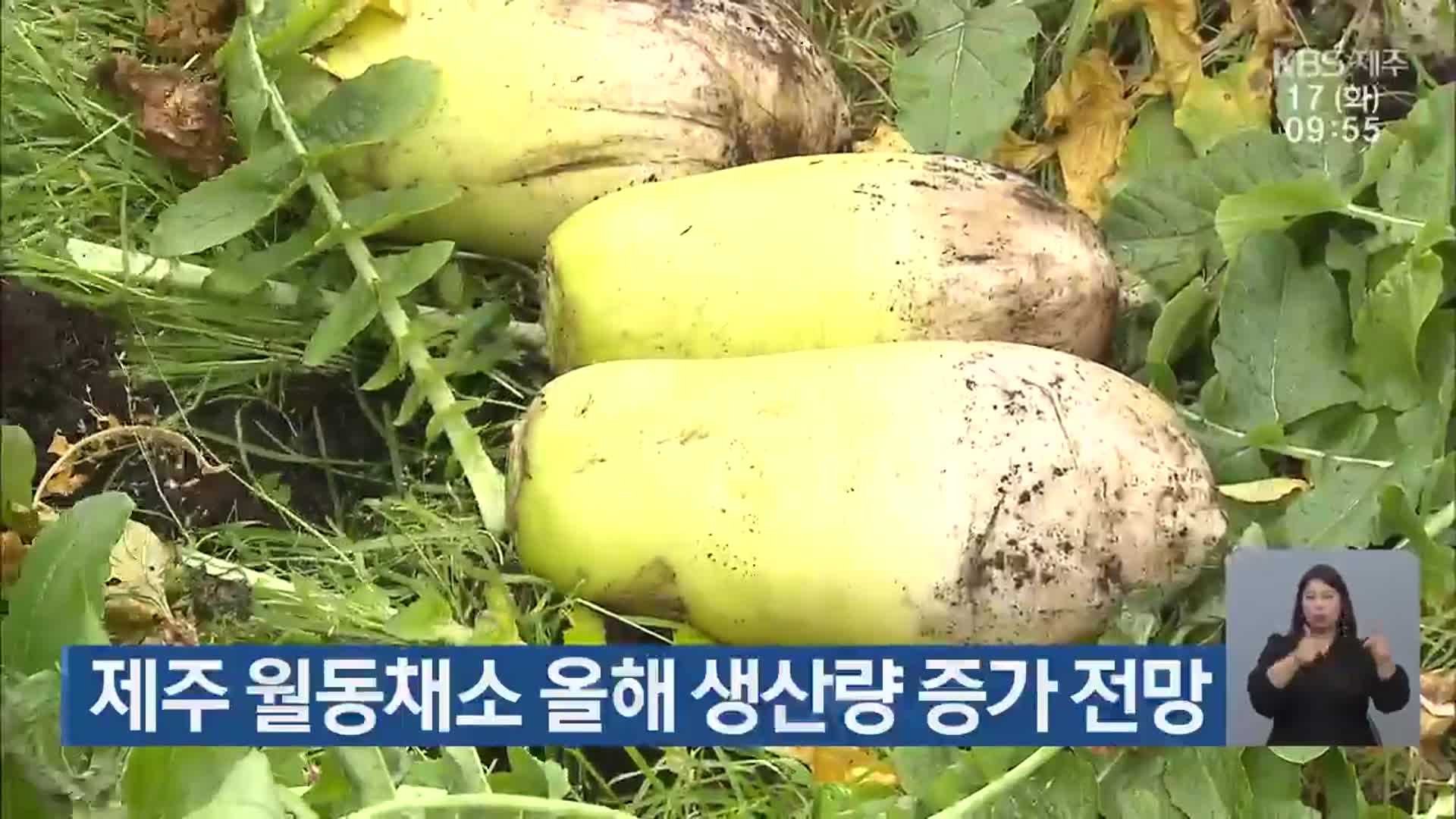 제주 월동채소 올해 생산량 증가 전망