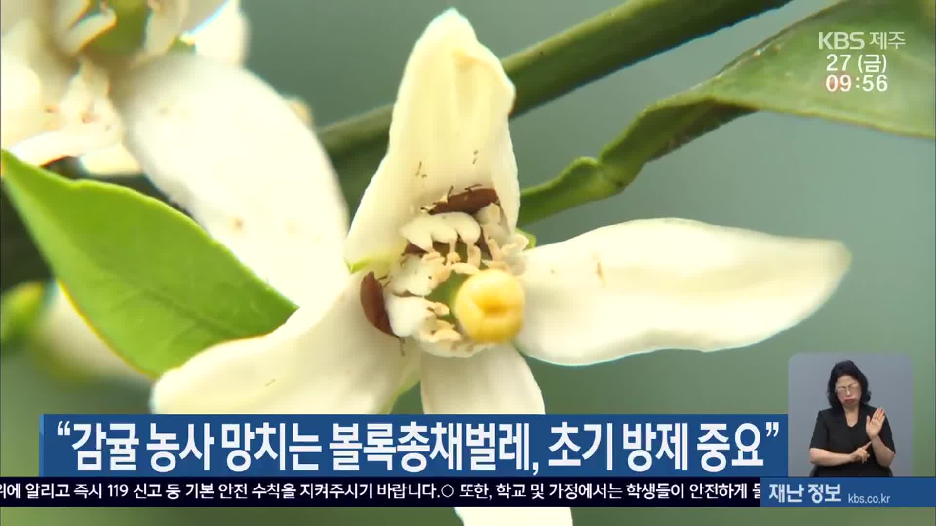 “감귤 농가 망치는 볼록총채벌레, 초기 방제 중요”