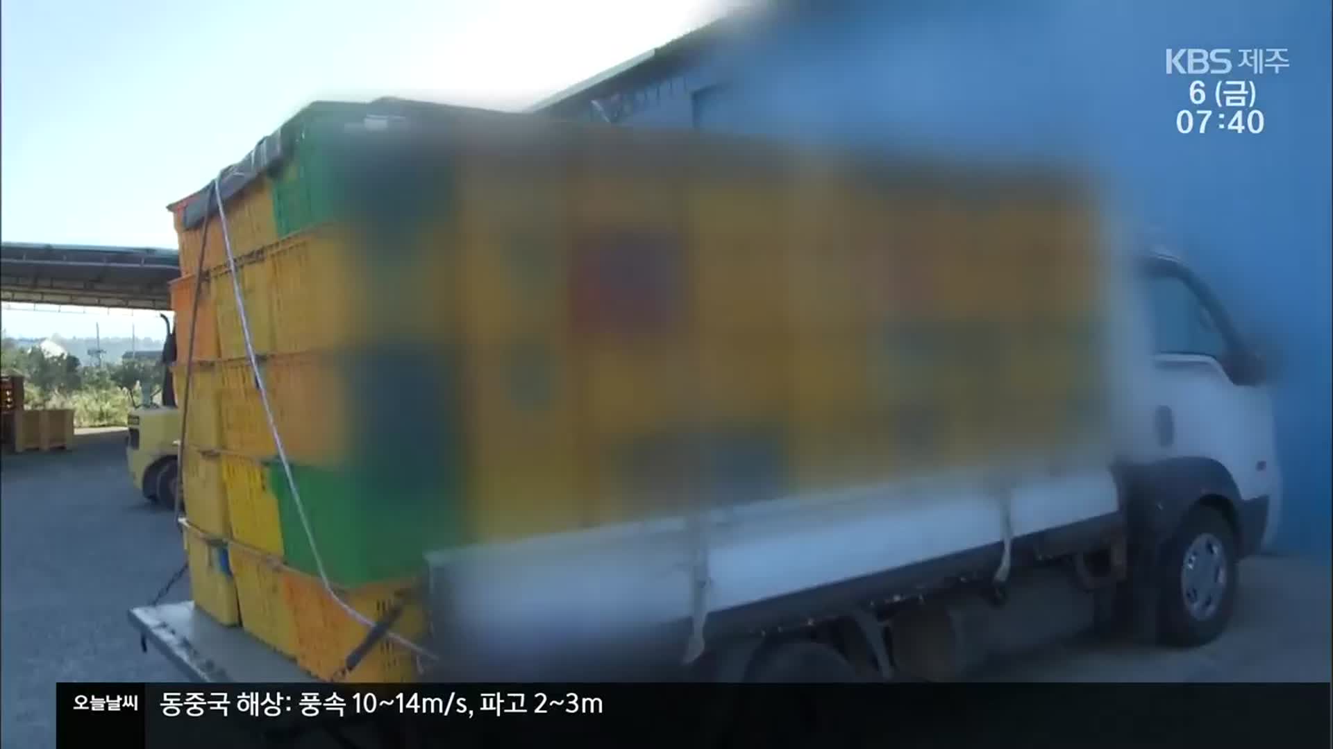 제주시, 비상품 감귤 야간·새벽까지 단속