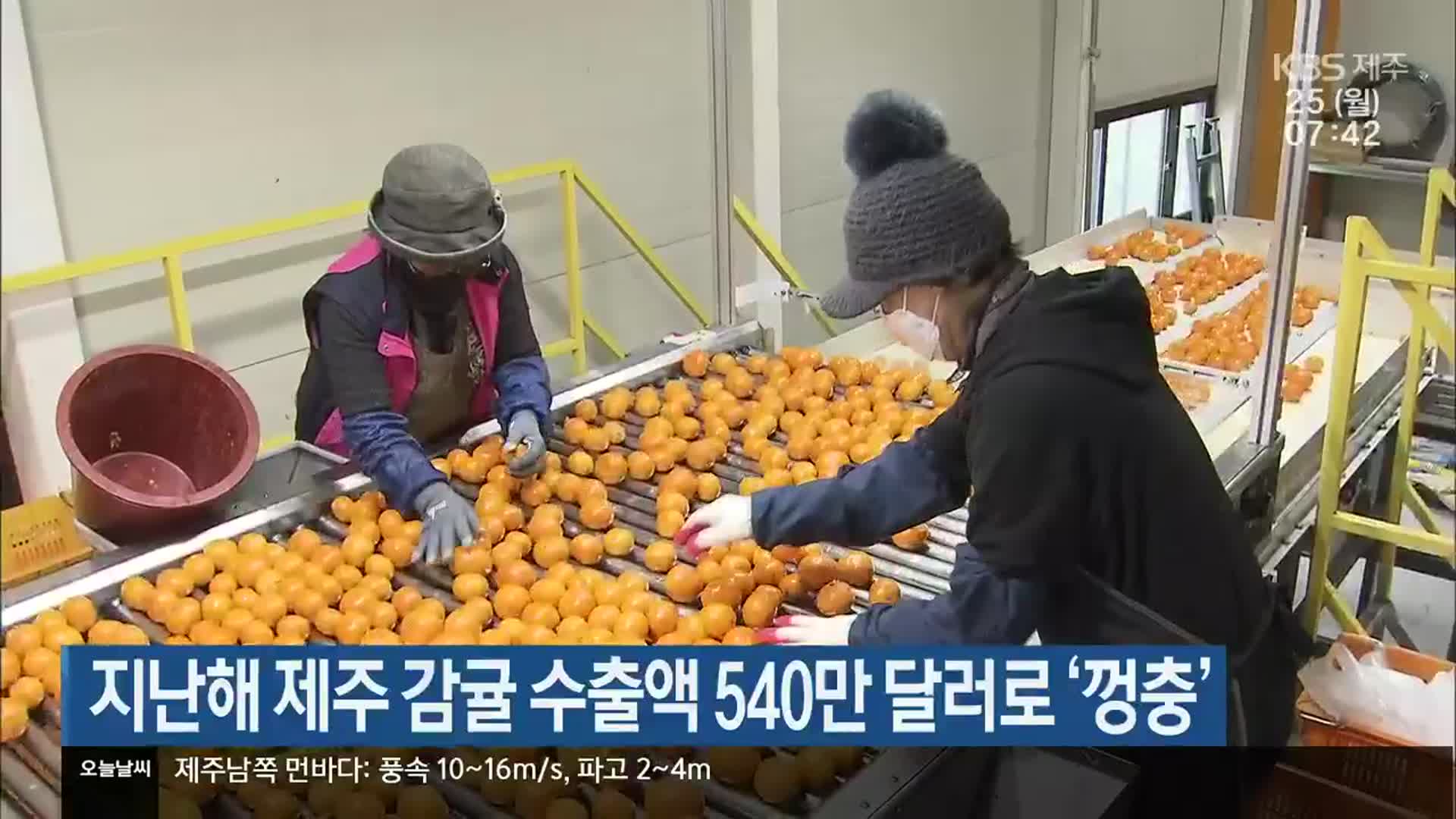 지난해 제주 감귤 수출액 540만 달러로 ‘껑충’