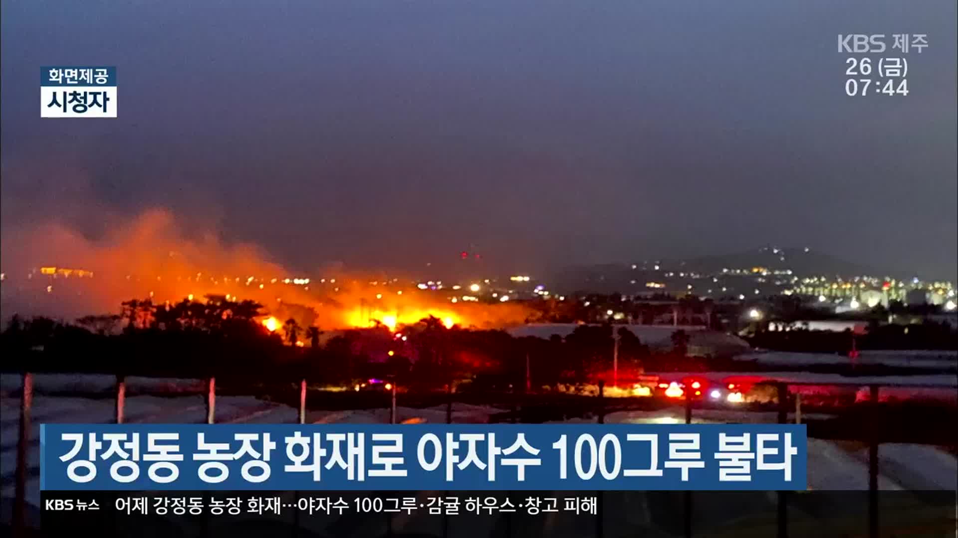 강정동 농장 화재로 야자수 100그루 불타