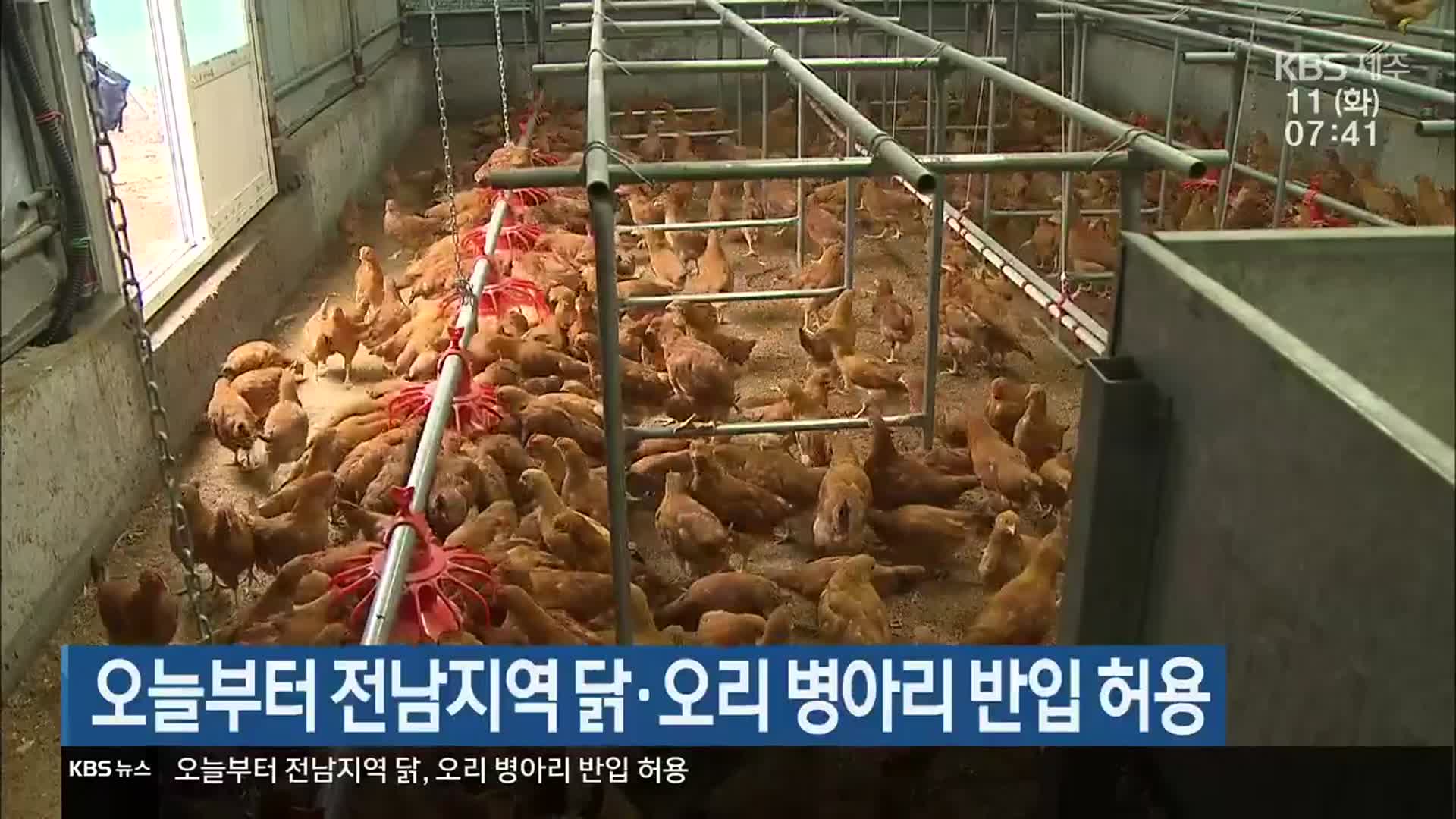 오늘부터 전남지역 닭·오리 병아리 반입 허용
