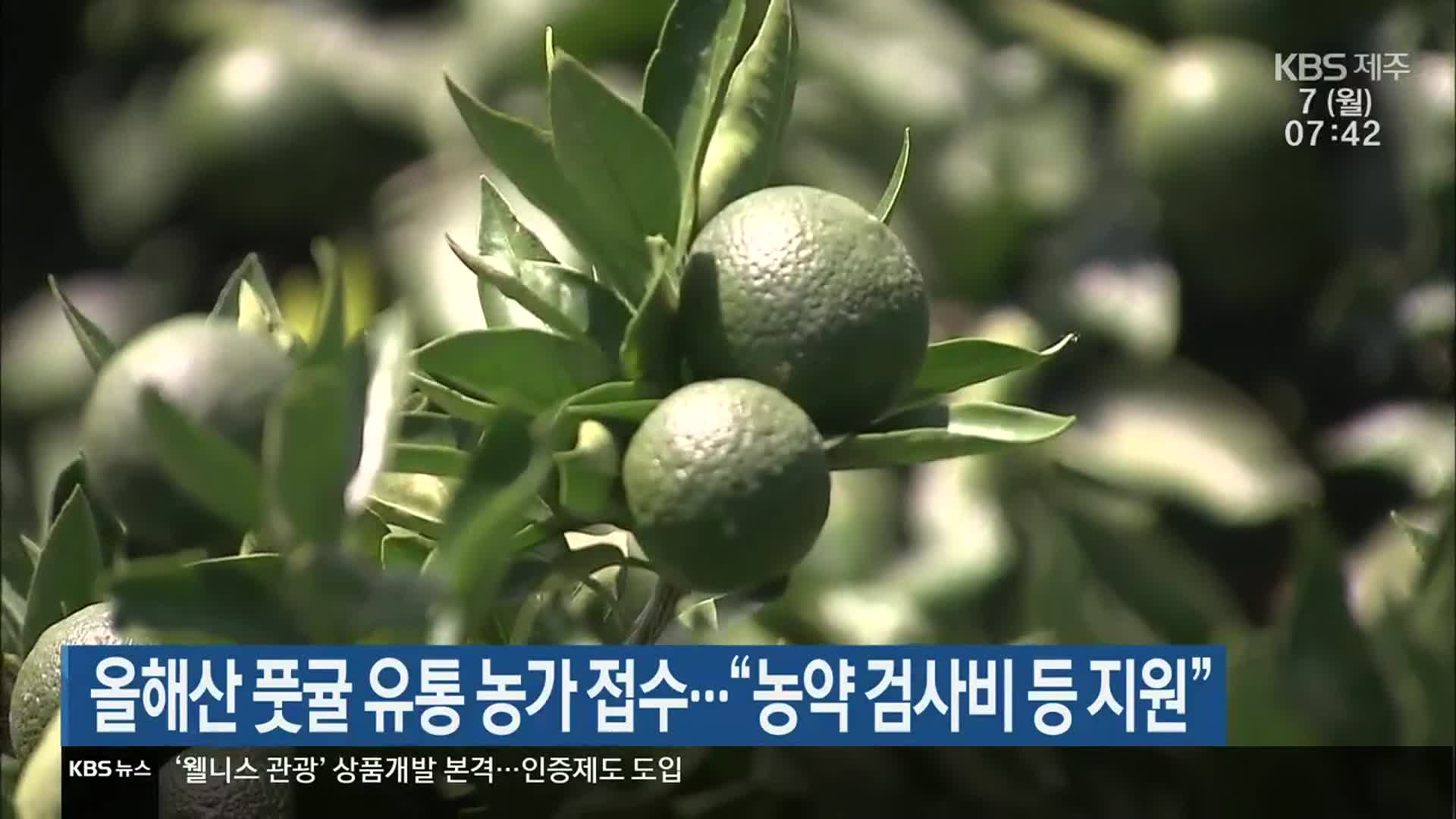 올해산 풋귤 유통 농가 접수…“농약 검사비 등 지원”