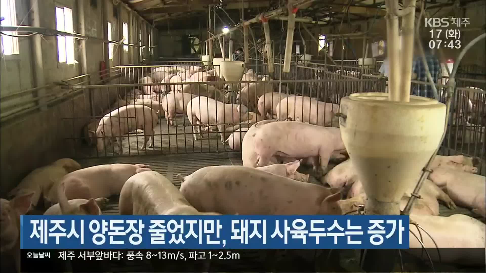 제주시 양돈장 줄었지만, 돼지 사육두수는 증가