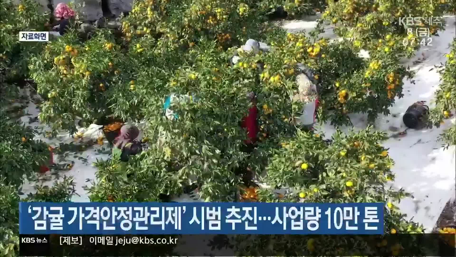 ‘감귤 가격안정관리제’ 시범 추진…사업량 10만 톤