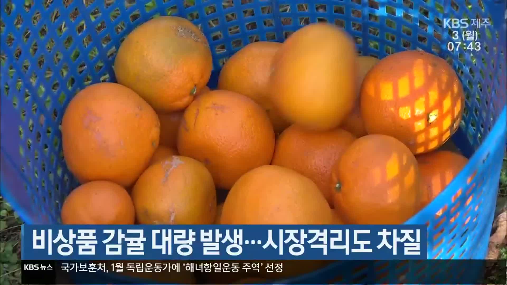 비상품 감귤 대량 발생…시장격리도 차질