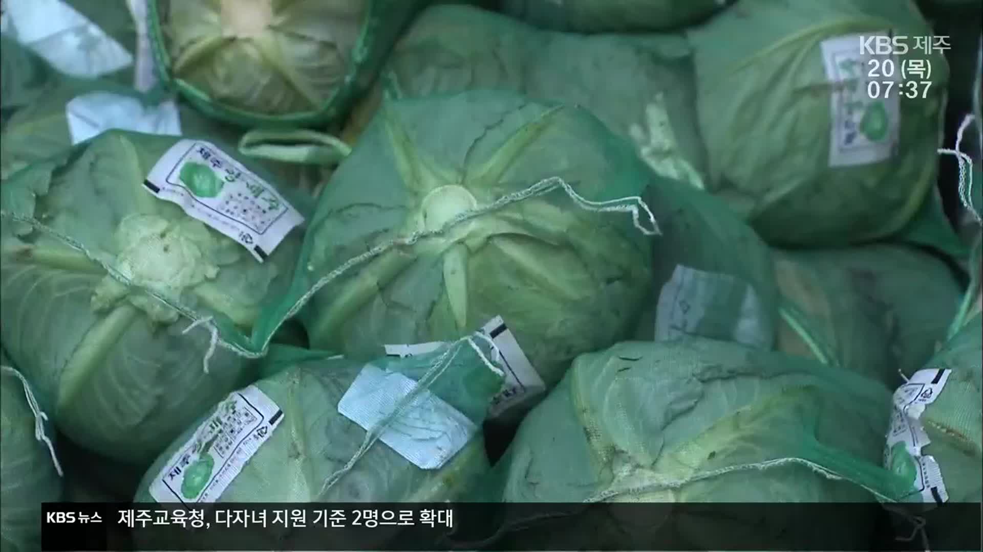 양배추 풍년에 ‘가격은 뚝’…1만 5천 톤 시장격리