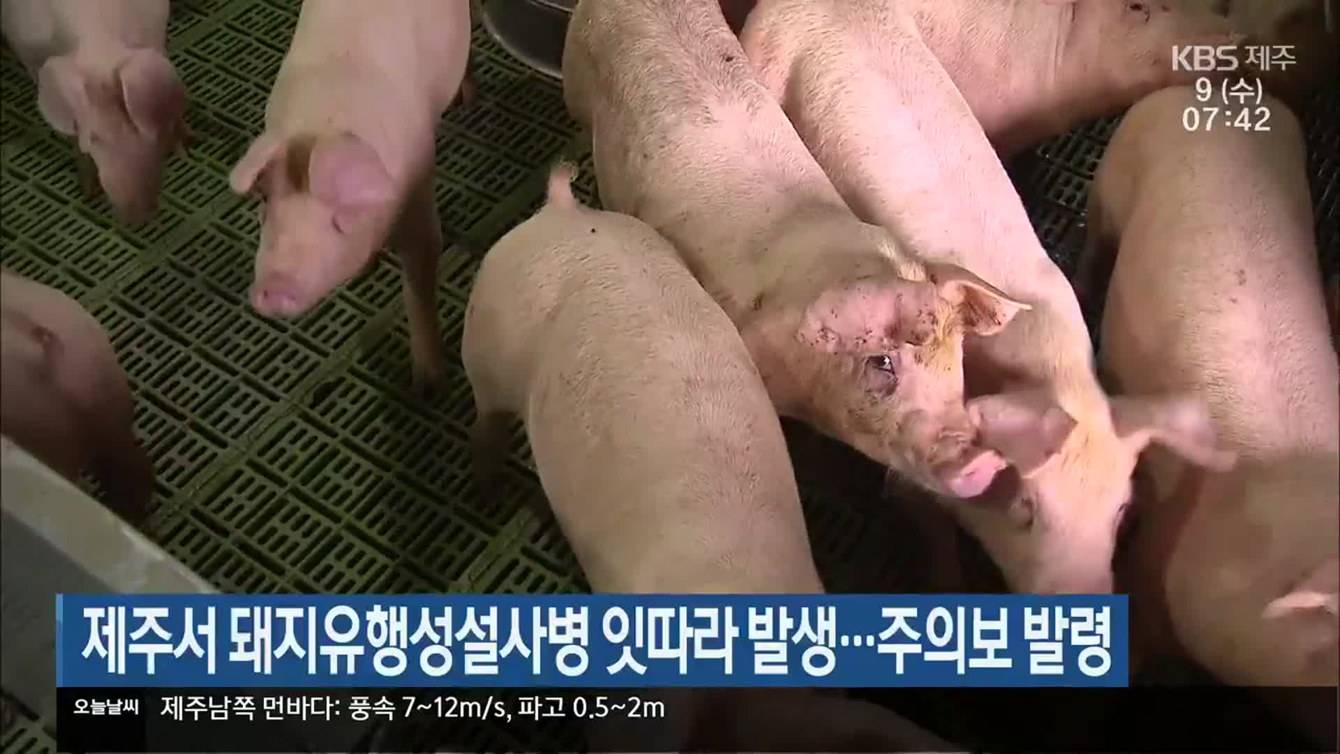 제주서 돼지유행성설사병 잇따라 발생…주의보 발령