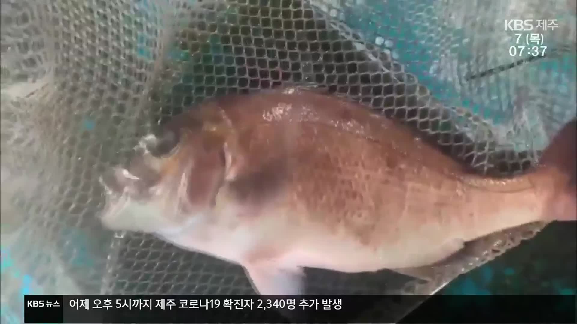 일본산 참돔이 국내산 둔갑…“57만 명 분 유통”