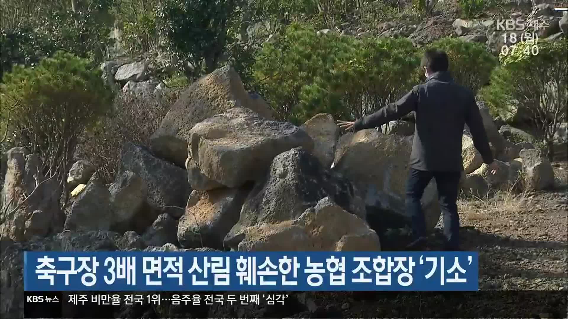 축구장 3배 면적 산림 훼손한 농협 조합장 ‘기소’