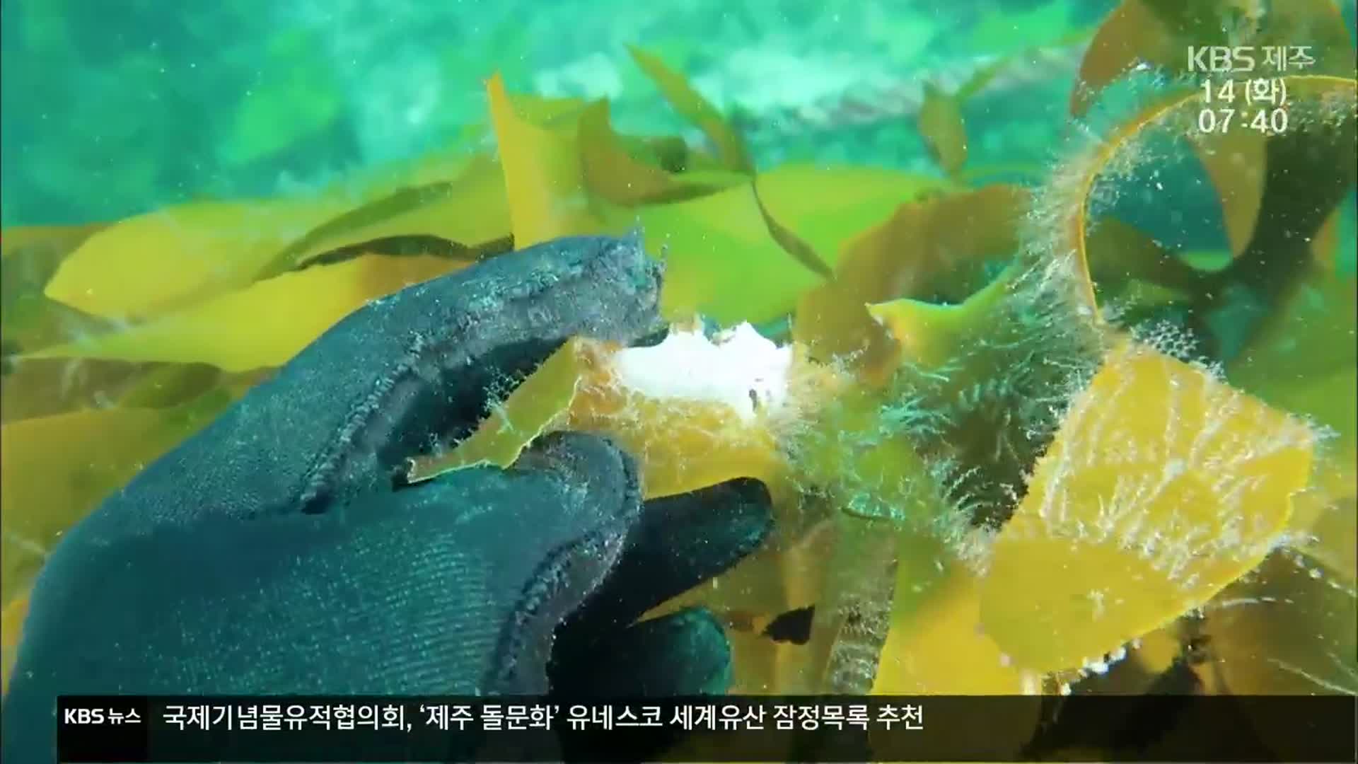 [현장K] 제주 바다에서 모자반이 사라진다