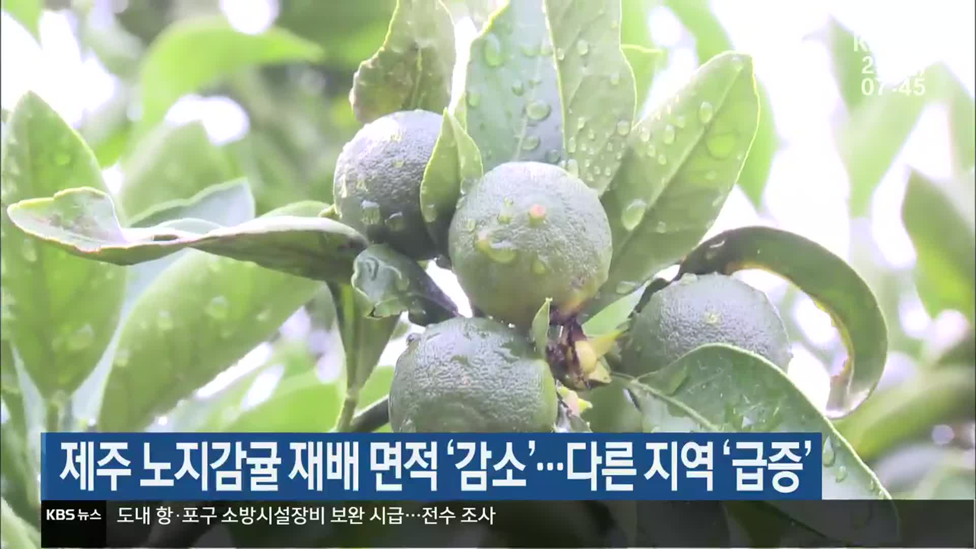 제주 노지감귤 재배 면적 ‘감소’…다른 지역 ‘급증’