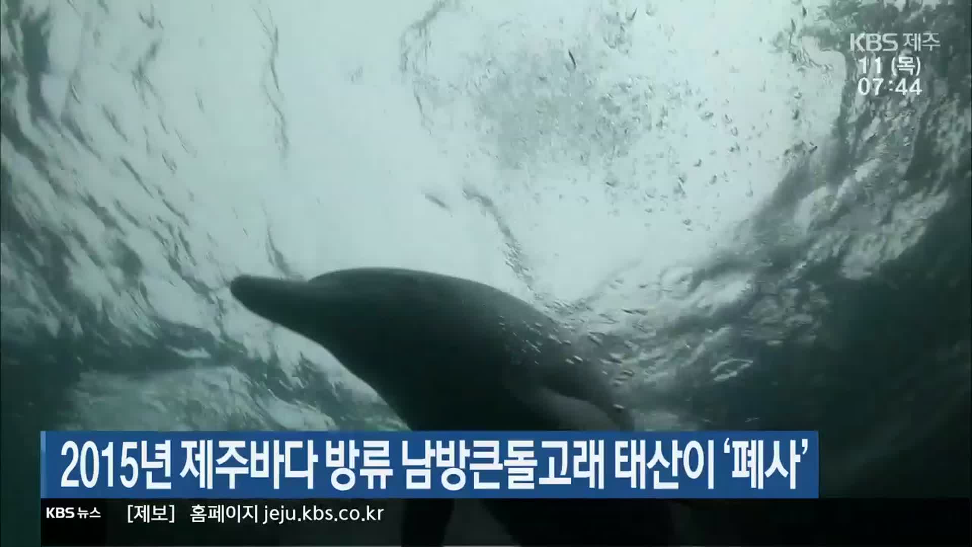 2015년 제주바다 방류 남방큰돌고래 태산이 ‘폐사’