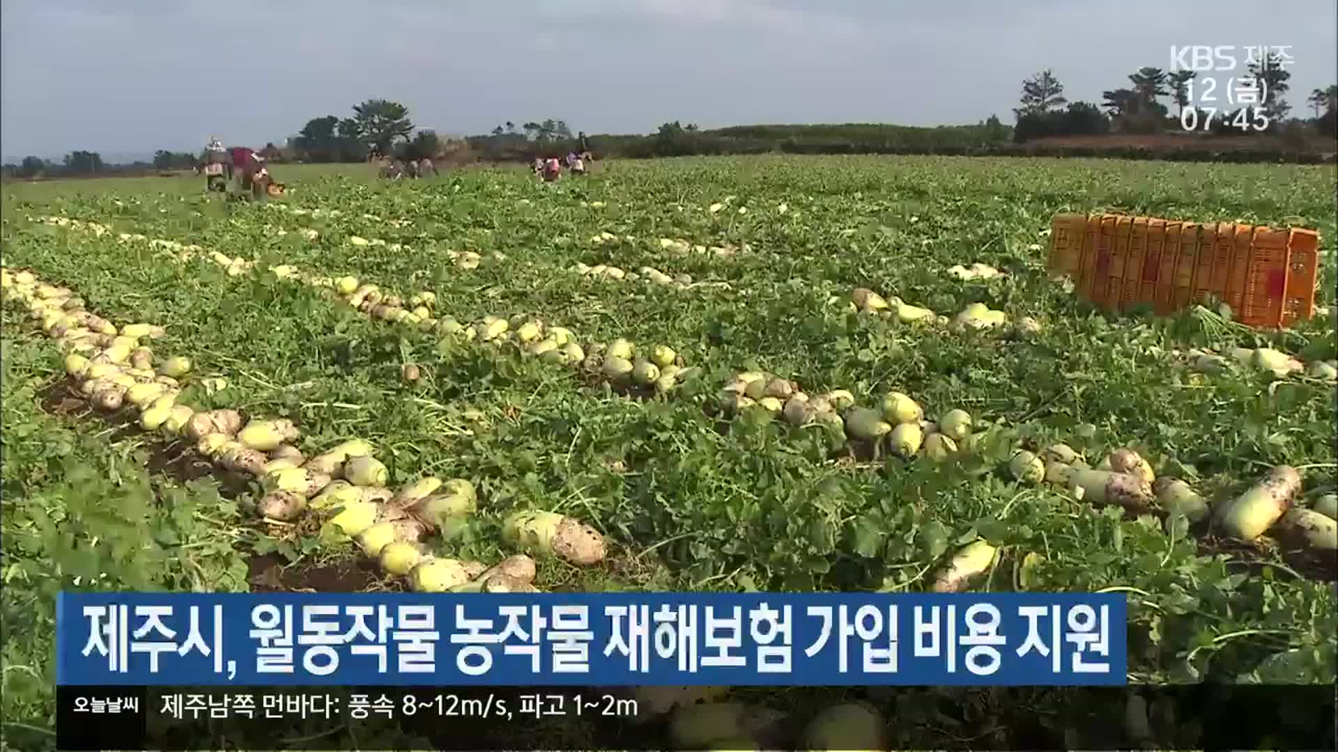 제주시, 월동작물 농작물 재해보험 가입 비용 지원