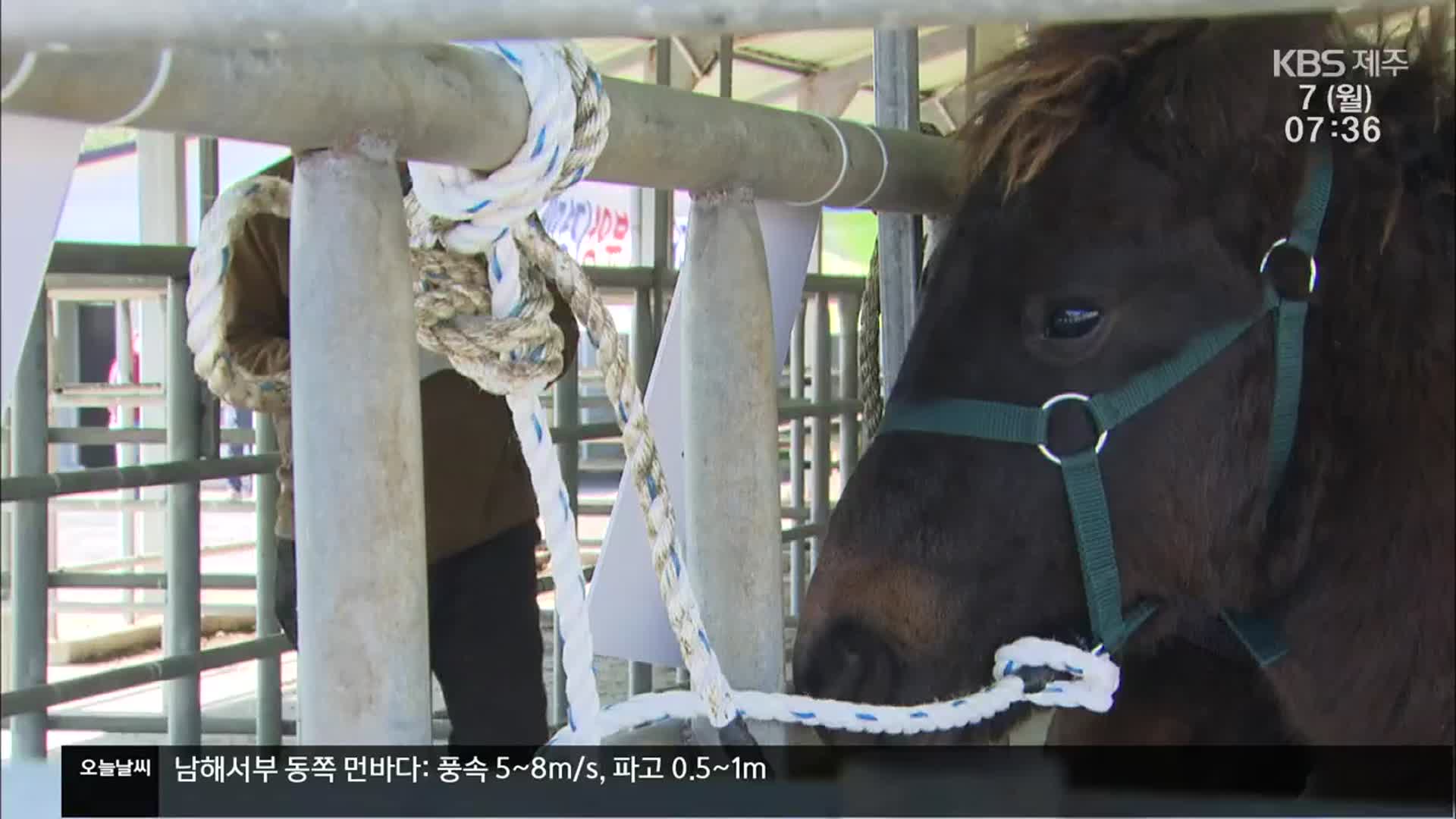 천연기념물 제주마 공개 매각에 농가 호응…일부 반대 목소리도