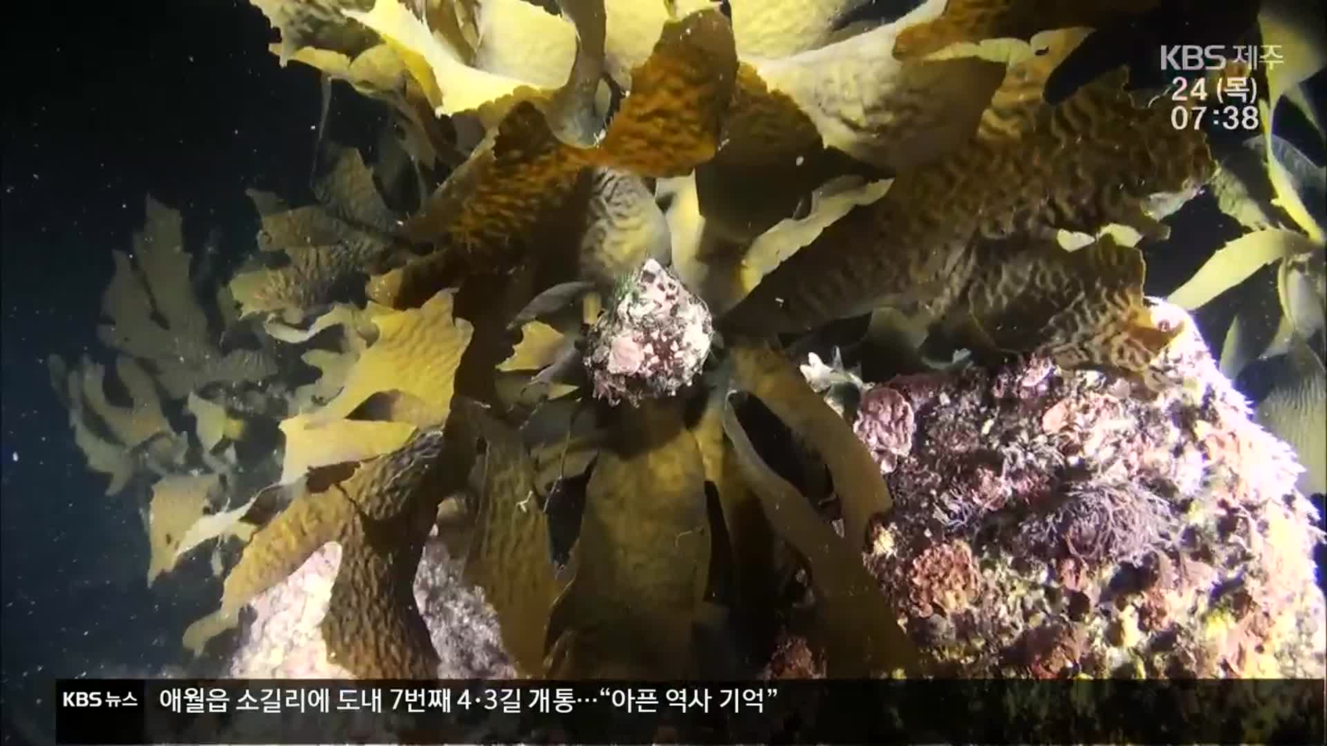 [현장K] 사라진 해조류…북상하는 소라
