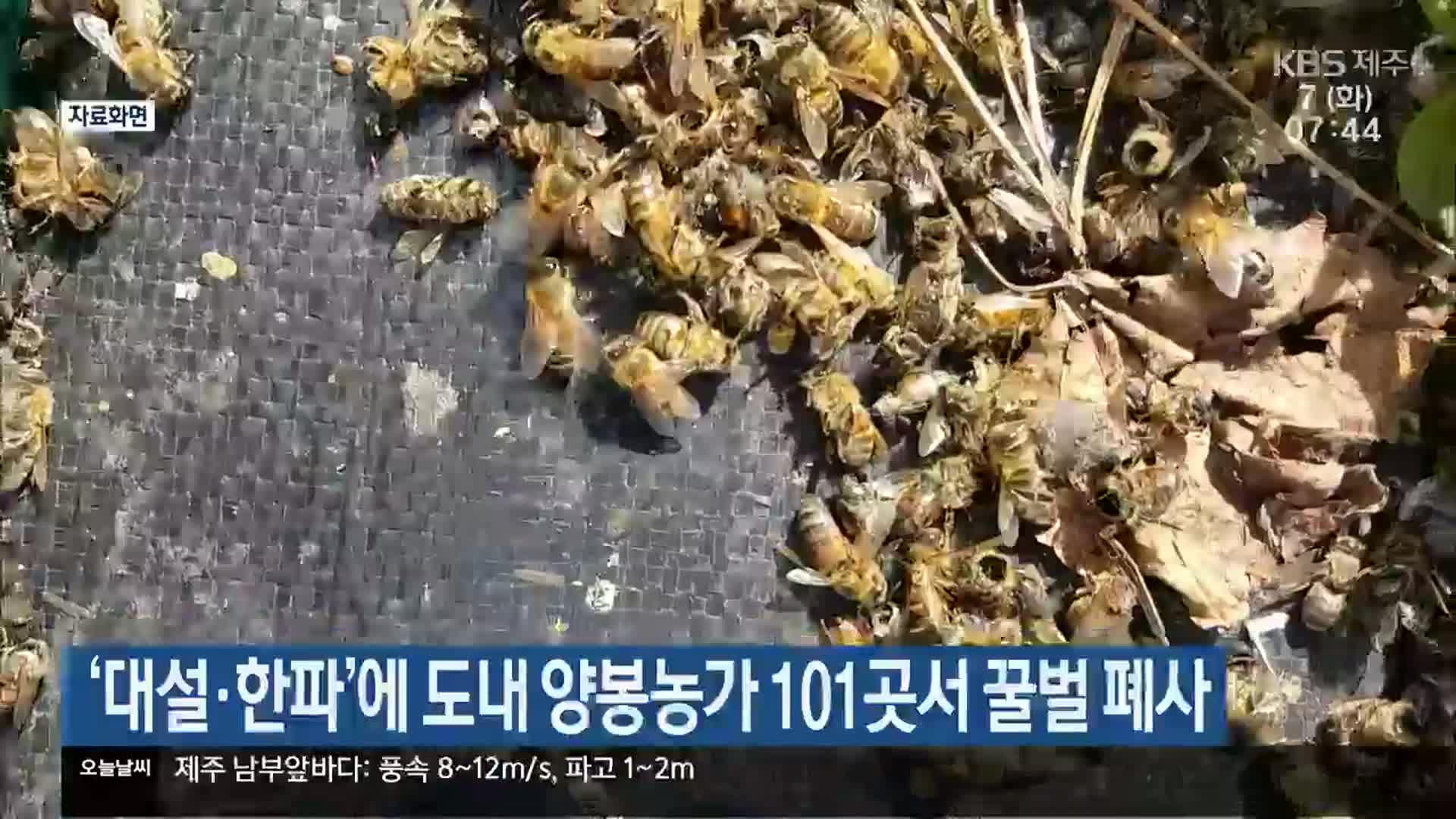 ‘대설·한파’에 도내 양봉농가 101곳서 꿀벌 폐사