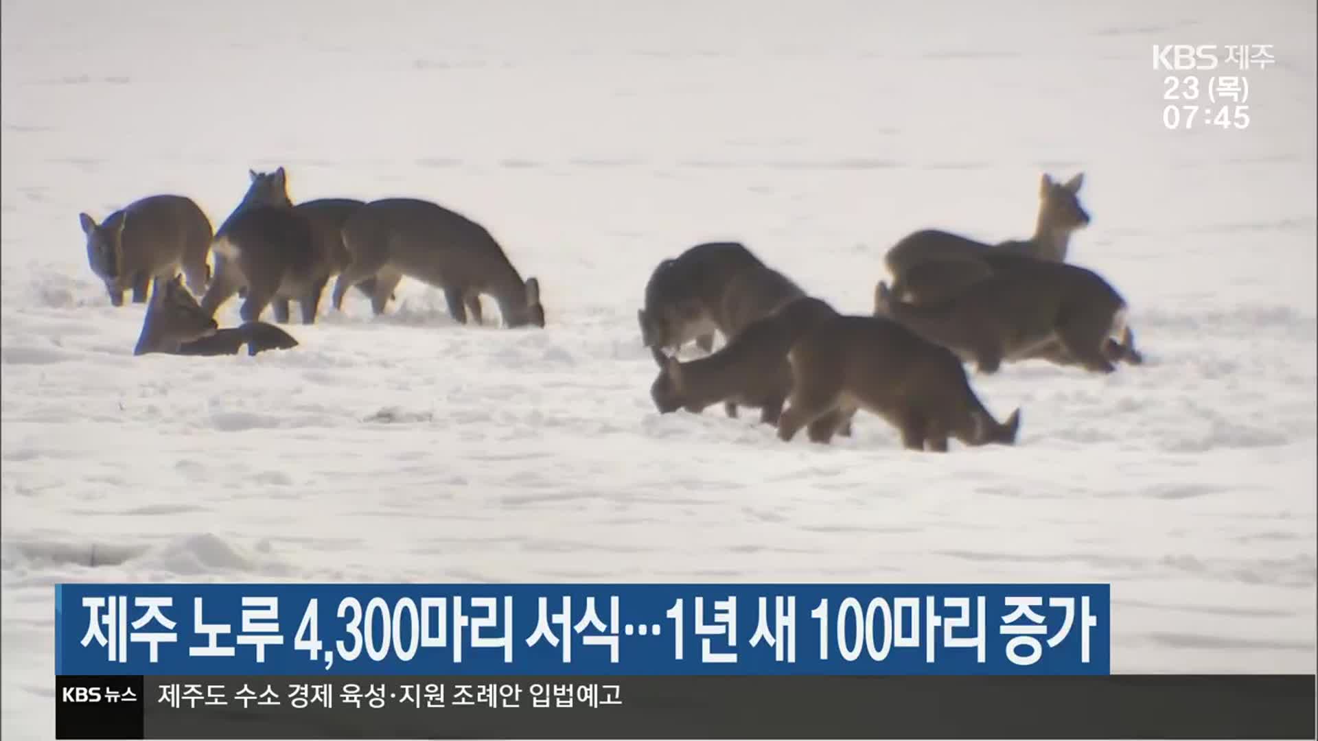 제주 노루 4,300마리 서식…1년 새 100마리 증가