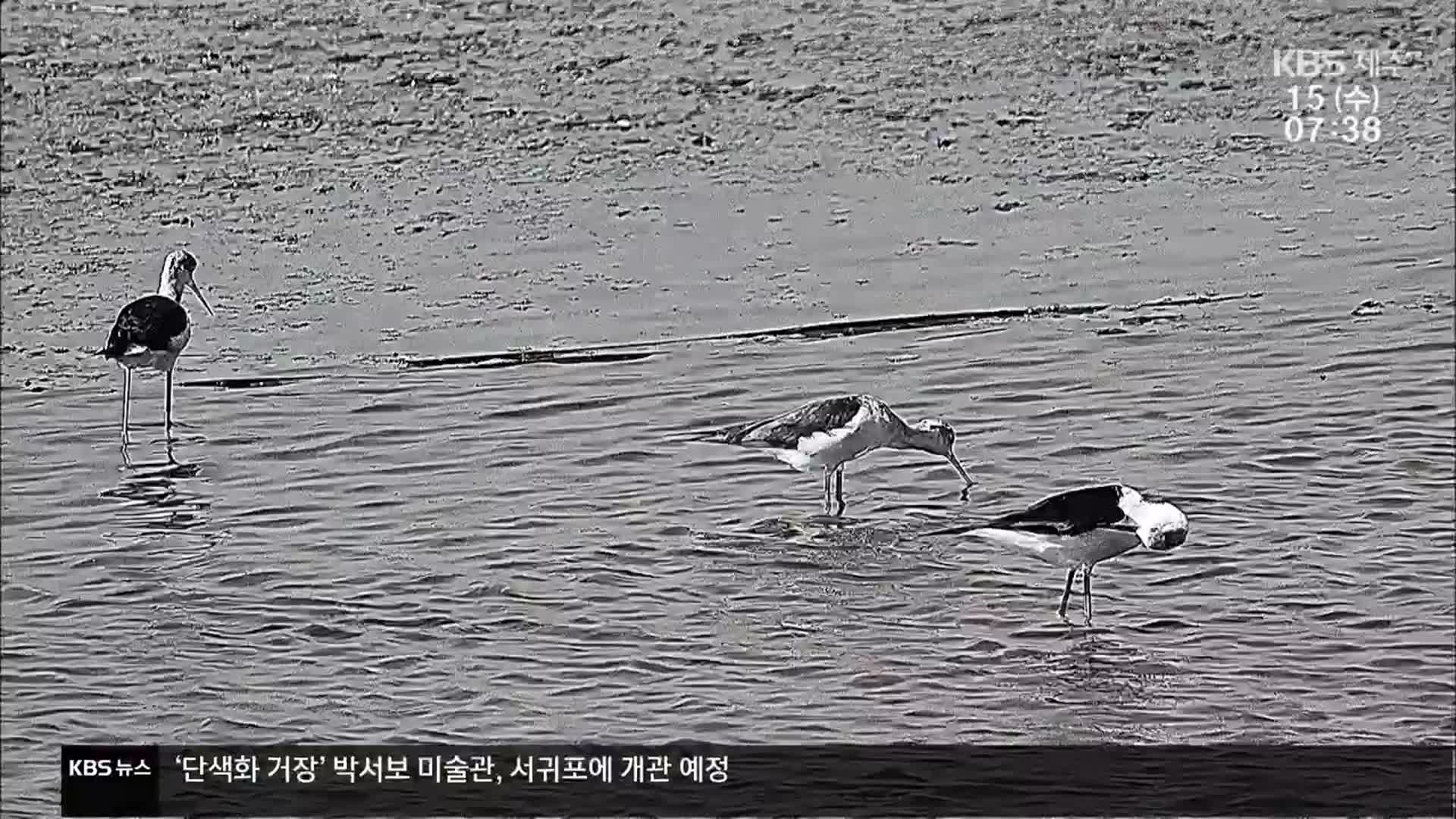 “철새도래지 주변 공항 건설 피해야”