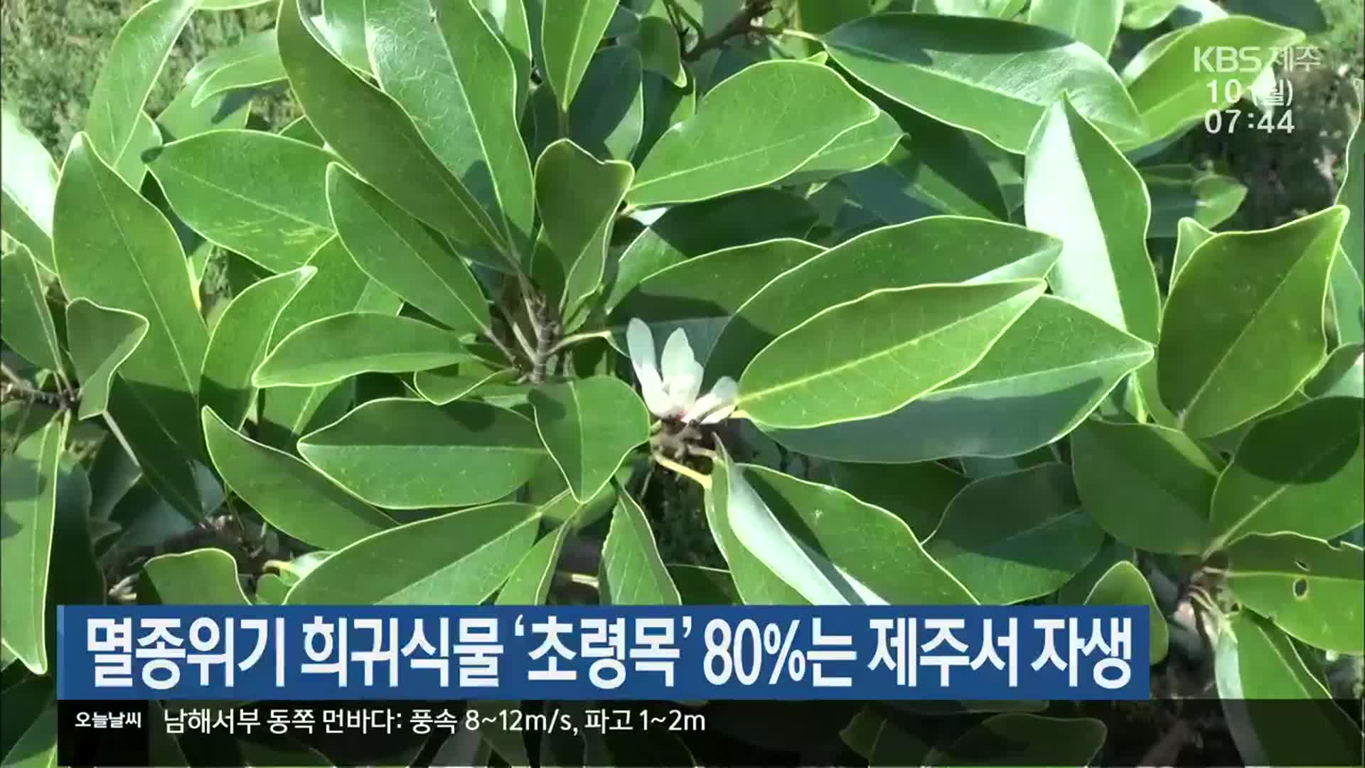 멸종위기 희귀식물 ‘초령목’ 80%는 제주서 자생