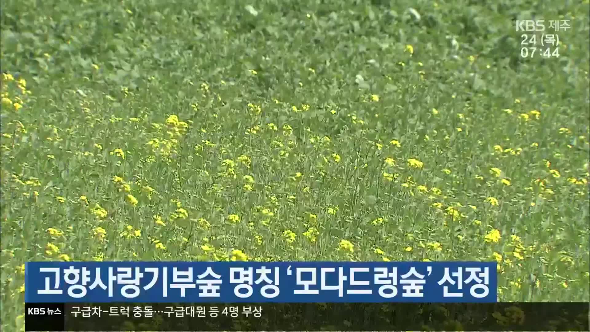 제주도, 고향사랑기부숲 명칭 ‘모다드렁숲’ 선정