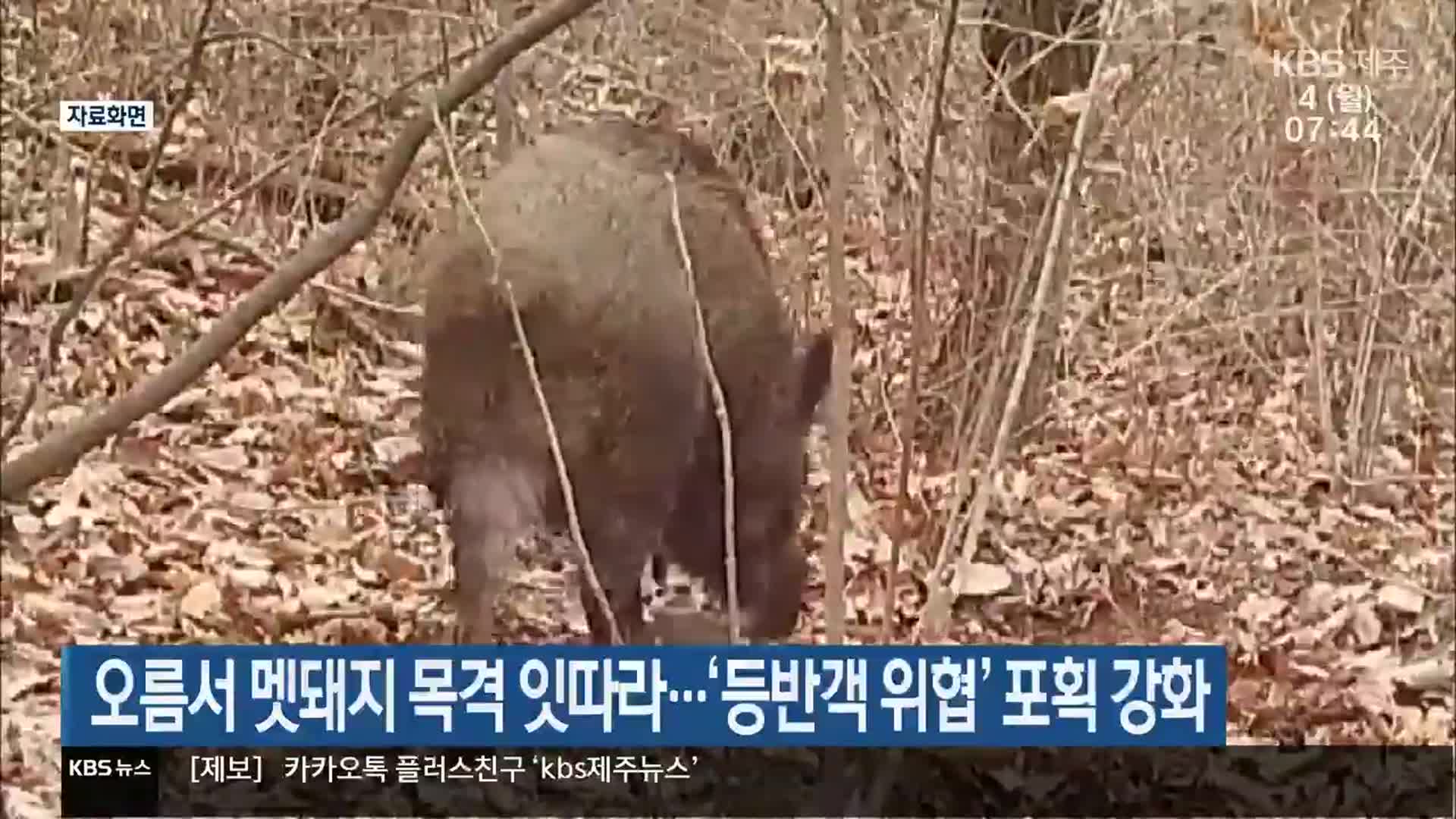오름서 멧돼지 목격 잇따라…‘등반객 위협’ 포획 강화