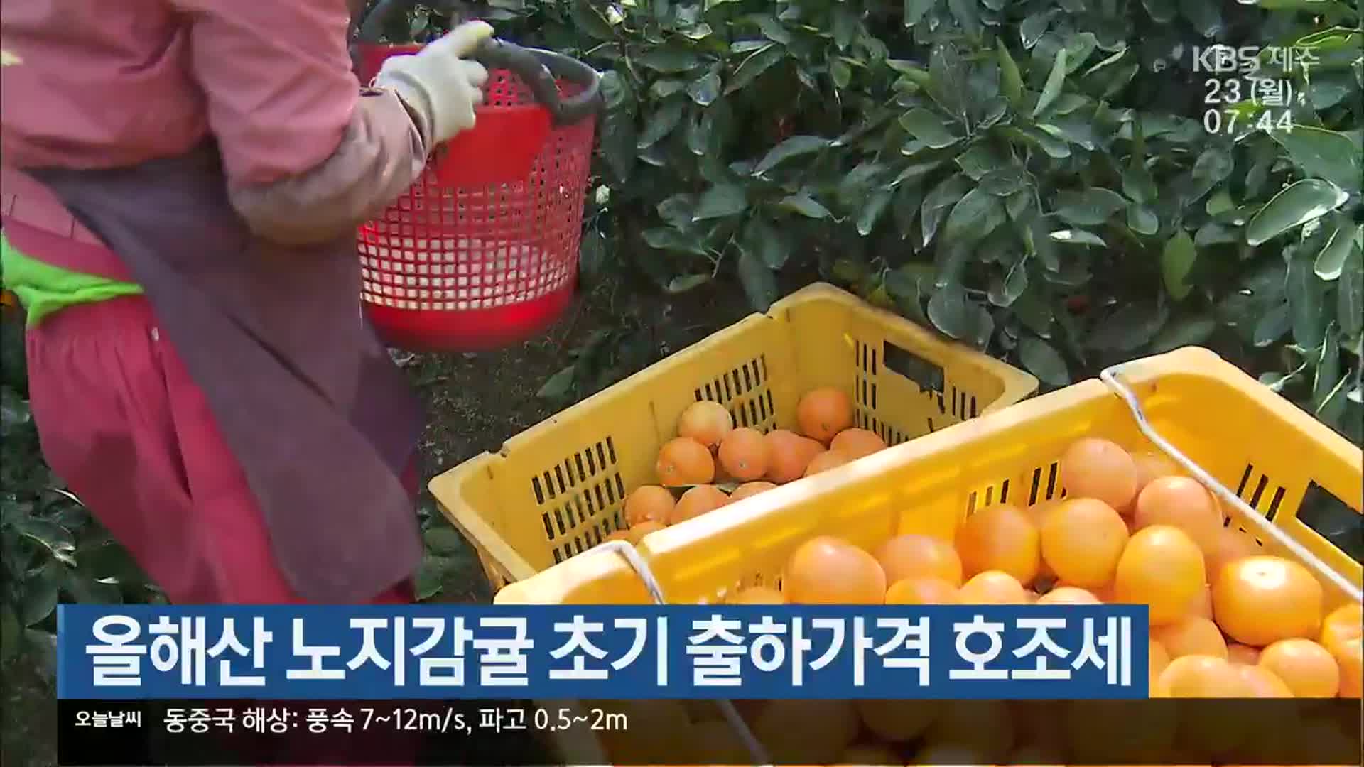 올해산 노지감귤 초기 출하가격 호조세