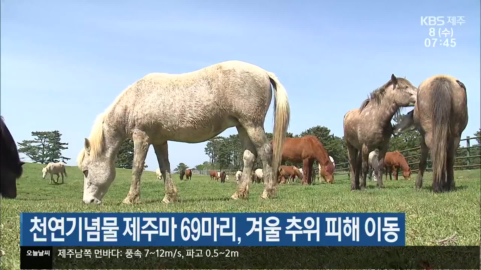 천연기념물 제주마 69마리, 겨울 추위 피해 이동