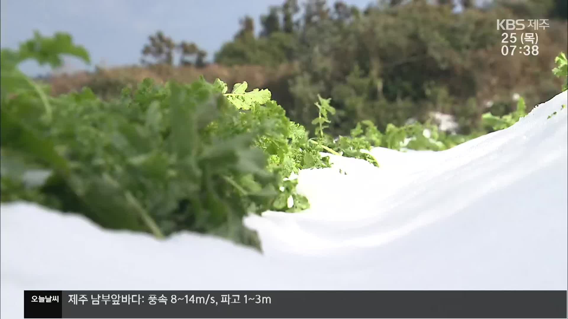 한파에 냉해까지…제주 월동채소 농가 ‘이중고’