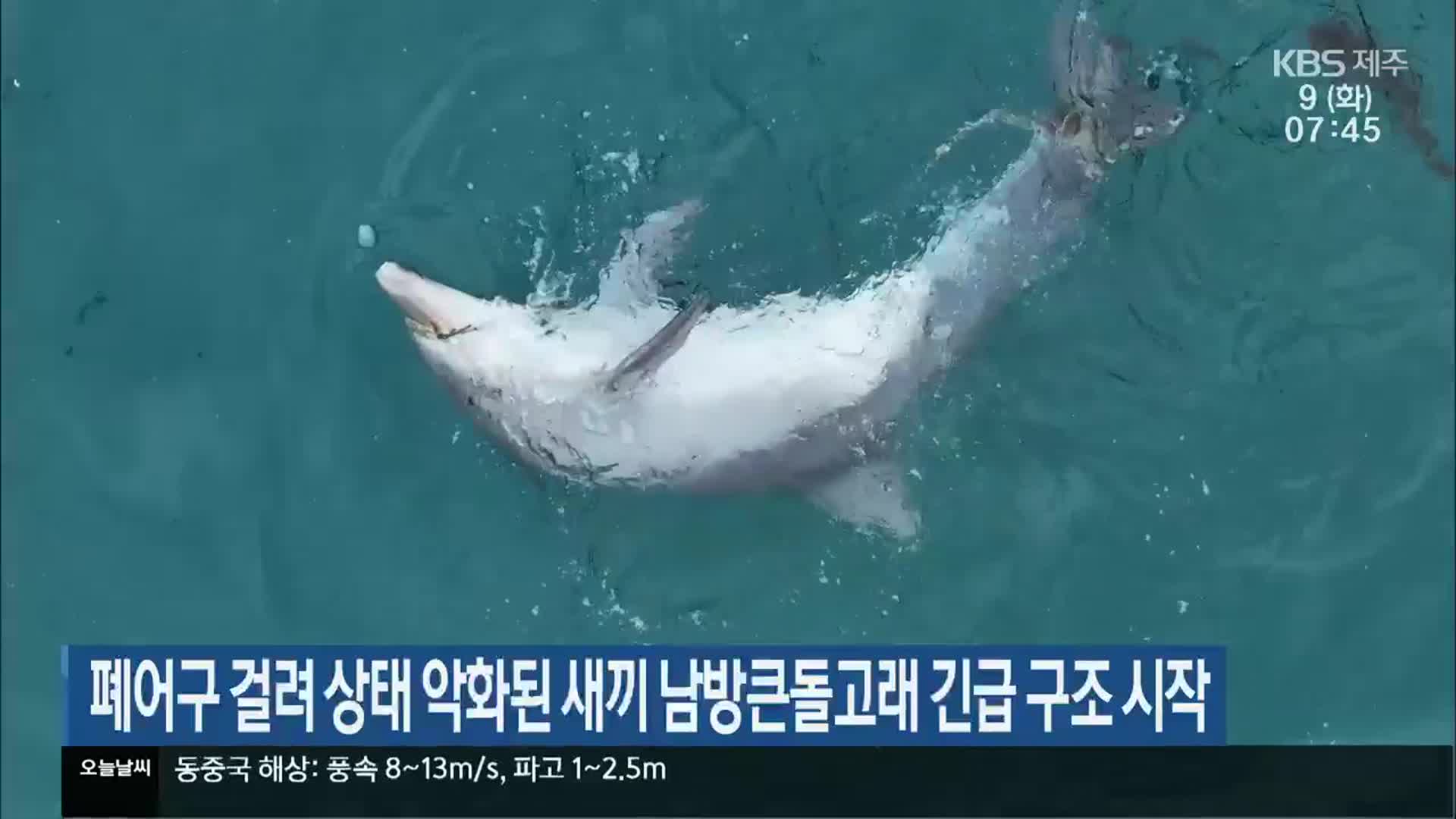 폐어구 걸려 상태 악화된 새끼 남방큰돌고래 긴급 구조 시작