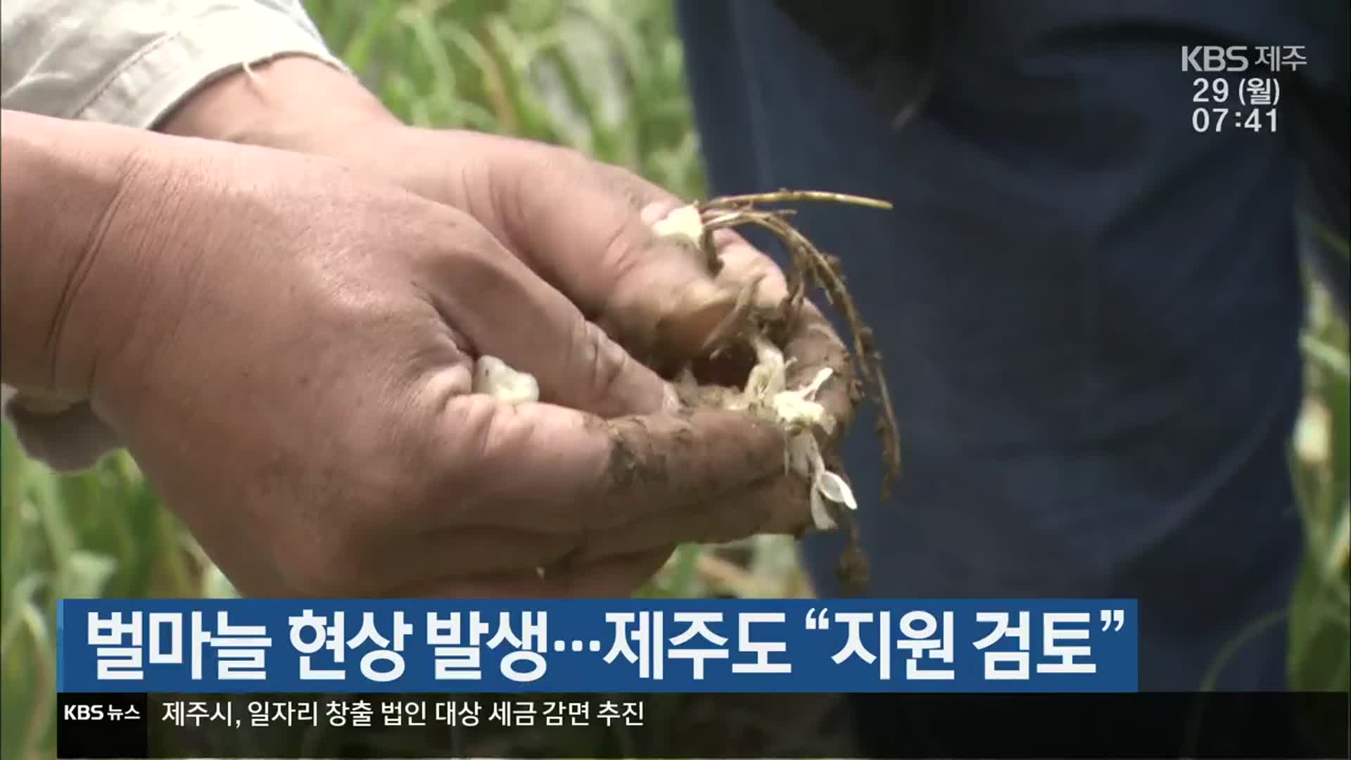 벌마늘 현상 발생…제주도 “지원 검토”