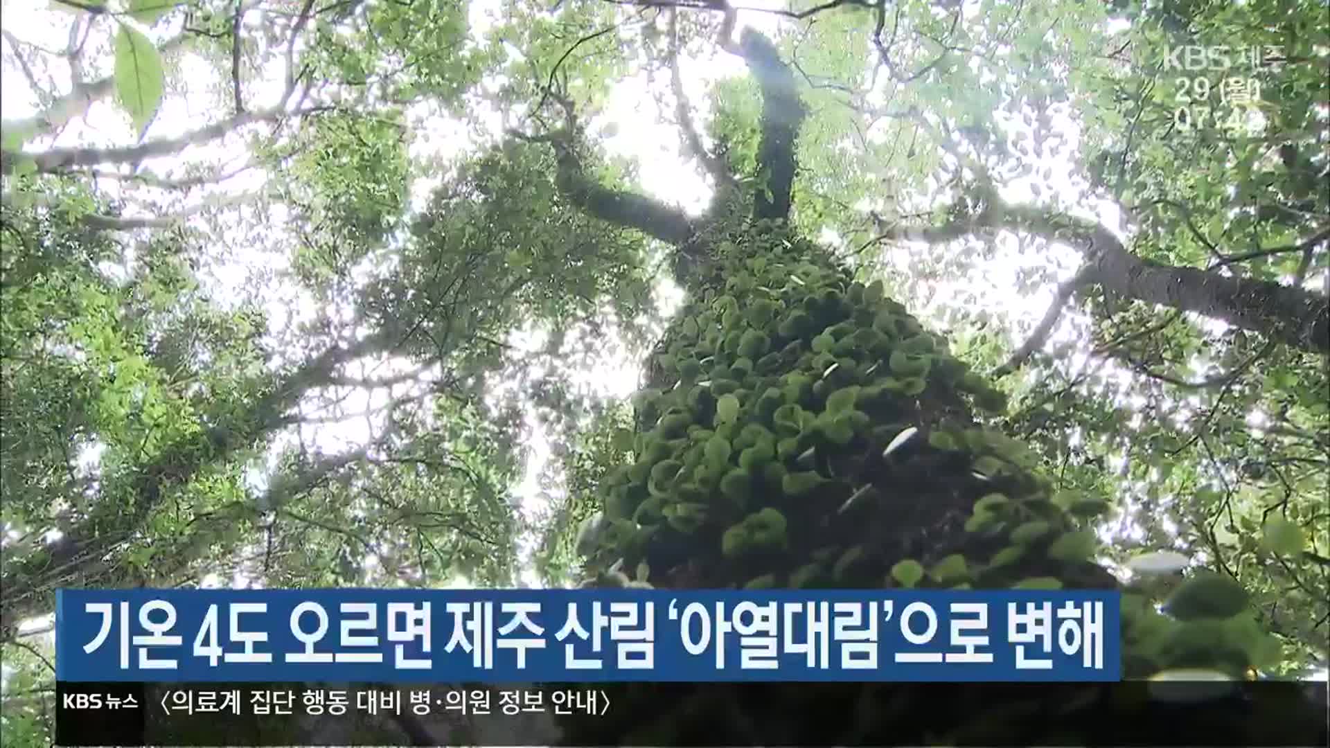 기온 4도 오르면 제주 산림 ‘아열대림’으로 변해