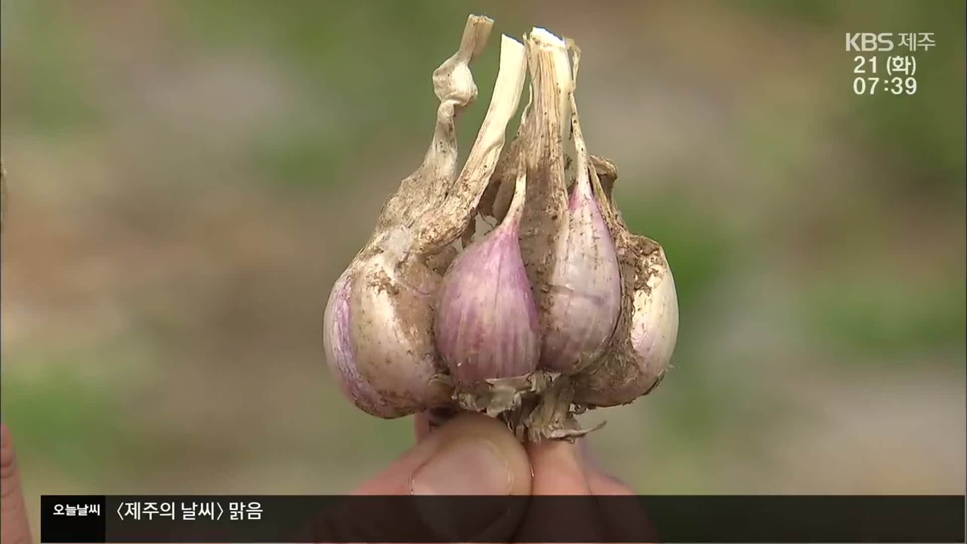 “마늘 농사 그만둬야 하나”…수확하고도 웃지 못하는 농심