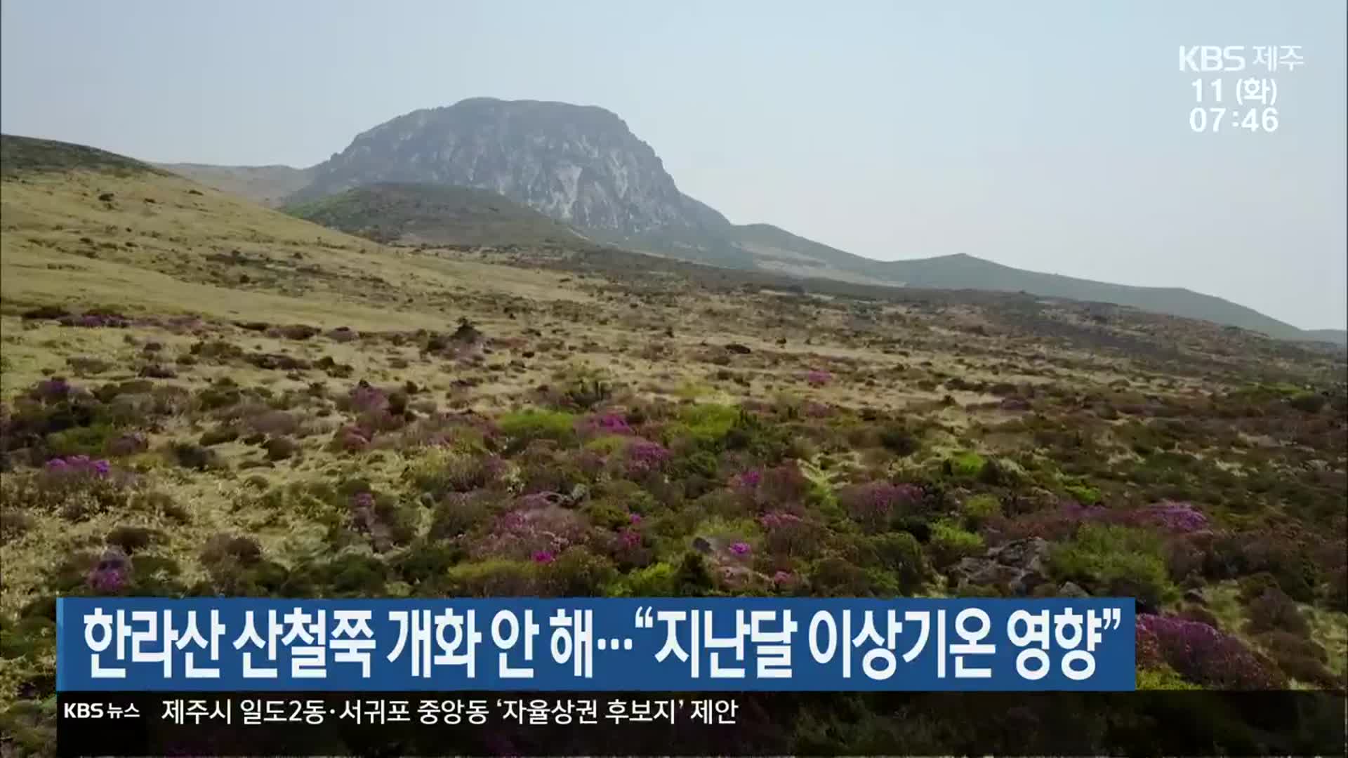 한라산 산철쭉 개화 안 해…“지난달 이상기온 영향”