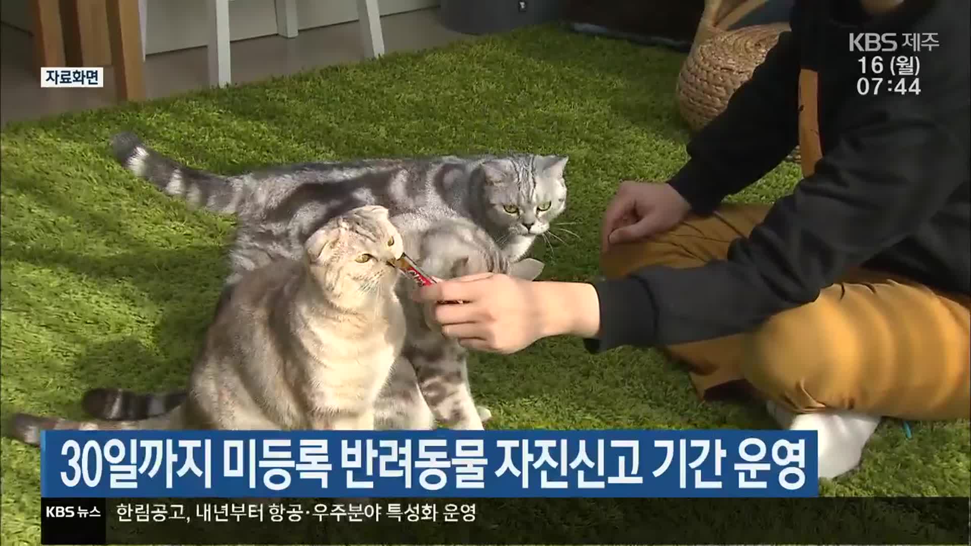 30일까지 미등록 반려동물 자진신고 기간 운영