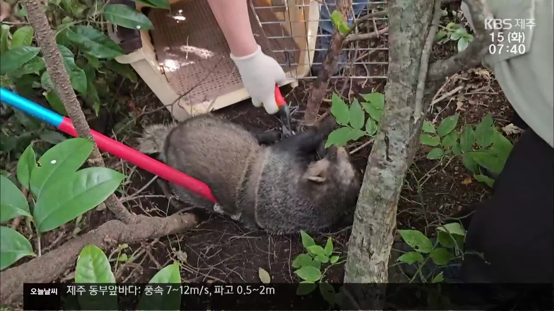 산책로 인근서 덫에 걸린 오소리…위험한 불법 밀렵