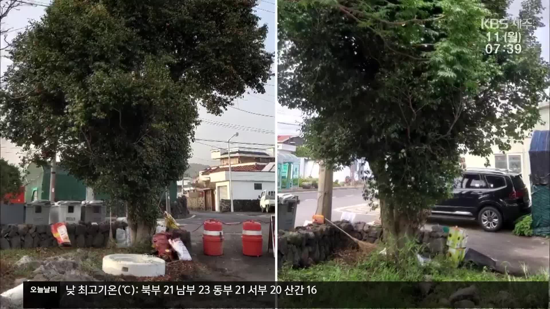 나비 박사 ‘석주명 동백나무’ 싹둑…“벌레 민원 때문에”