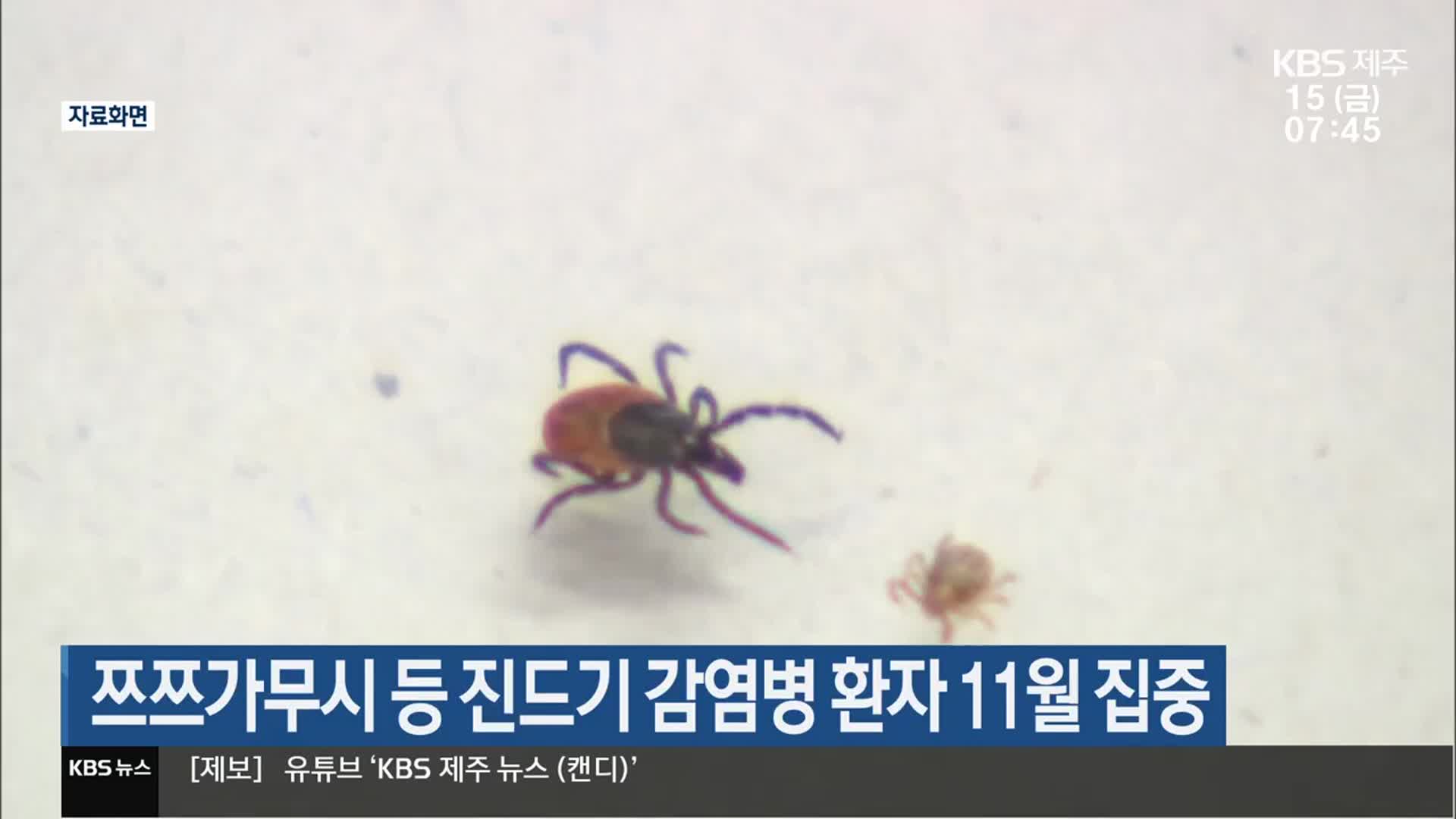 쯔쯔가무시 등 진드기 감염병 환자 11월 집중