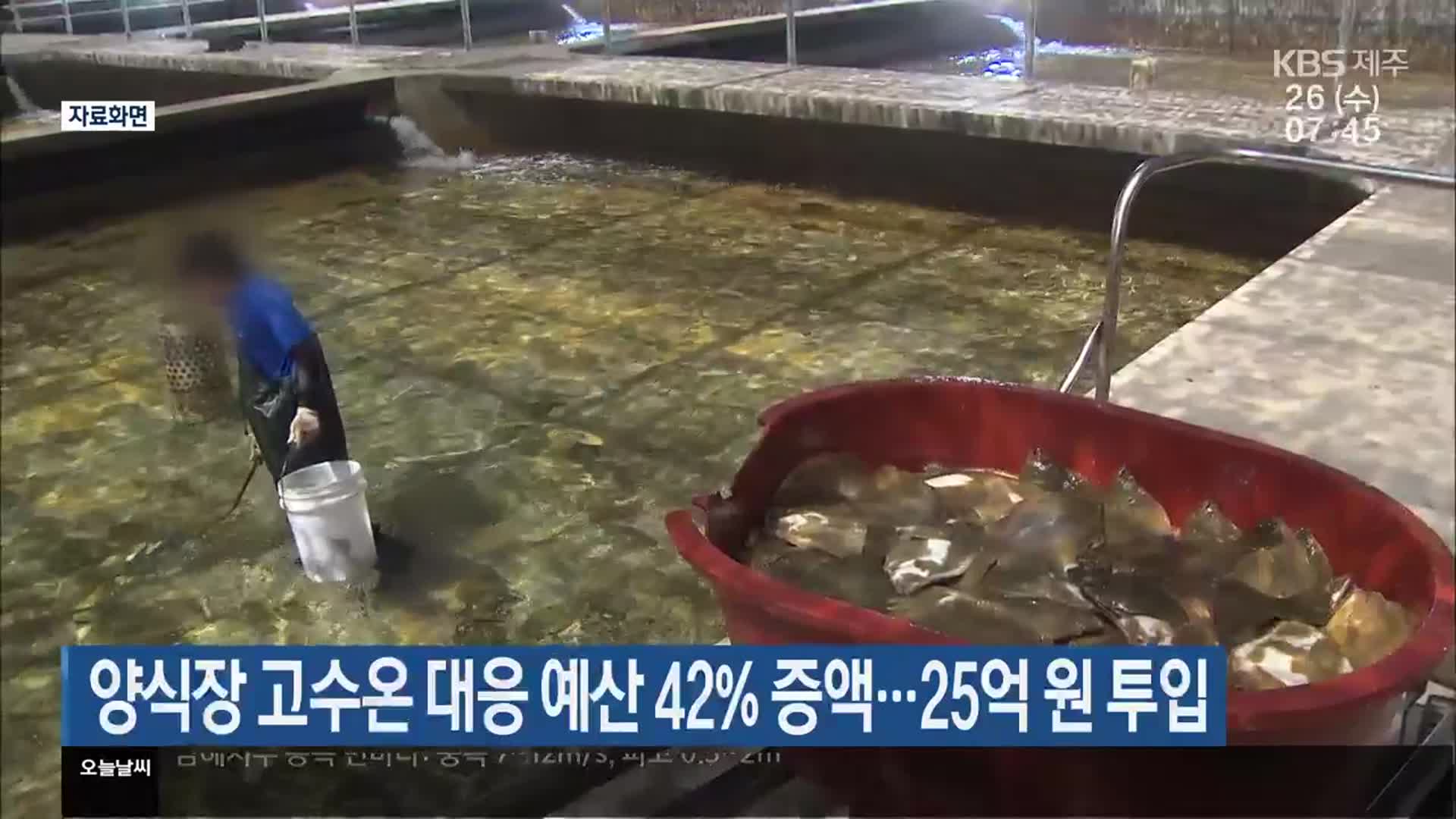 양식장 고수온 대응 예산 42% 증액…25억 원 투입