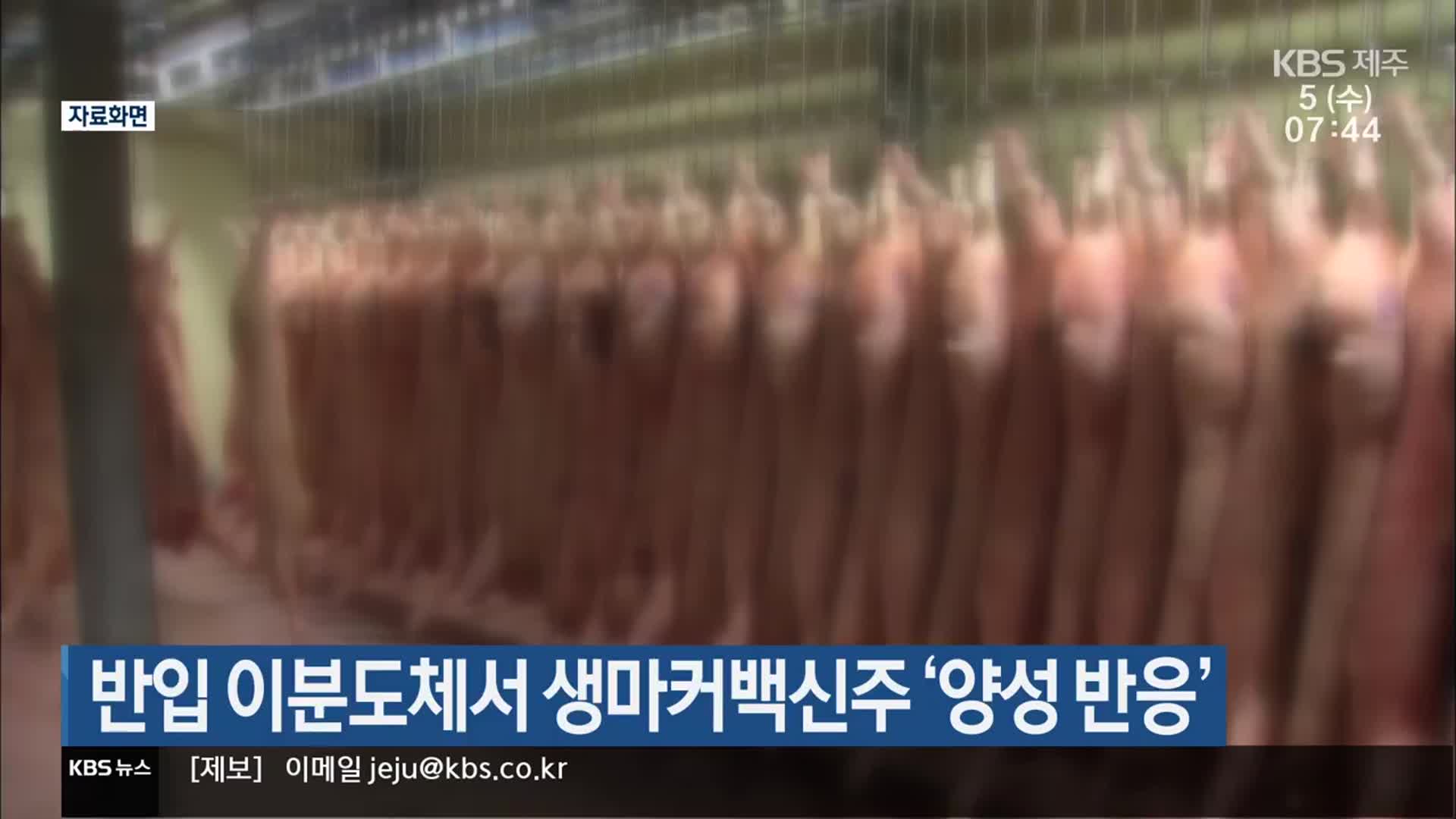 반입 이분도체서 생마커백신주 ‘양성 반응’