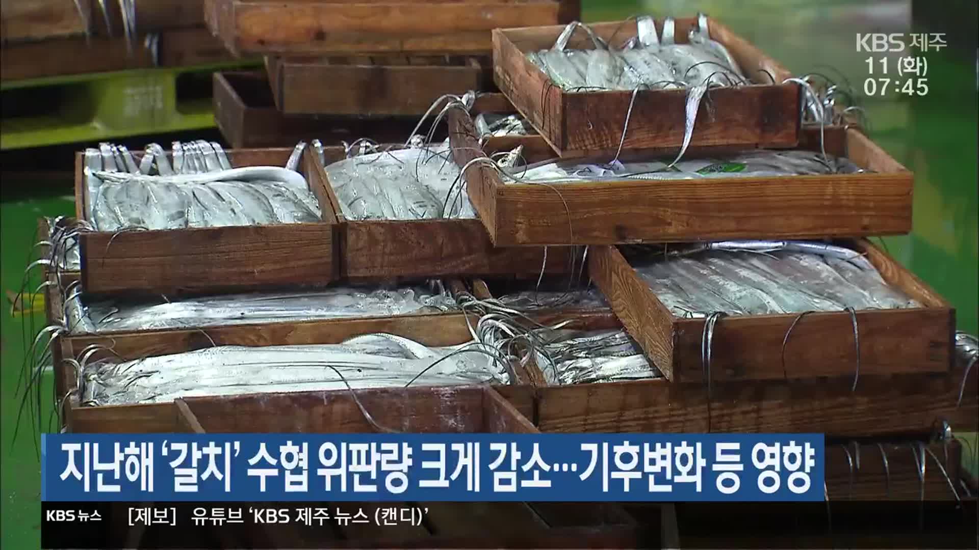 지난해 ‘갈치’ 수협 위판량 크게 감소…기후변화 등 영향